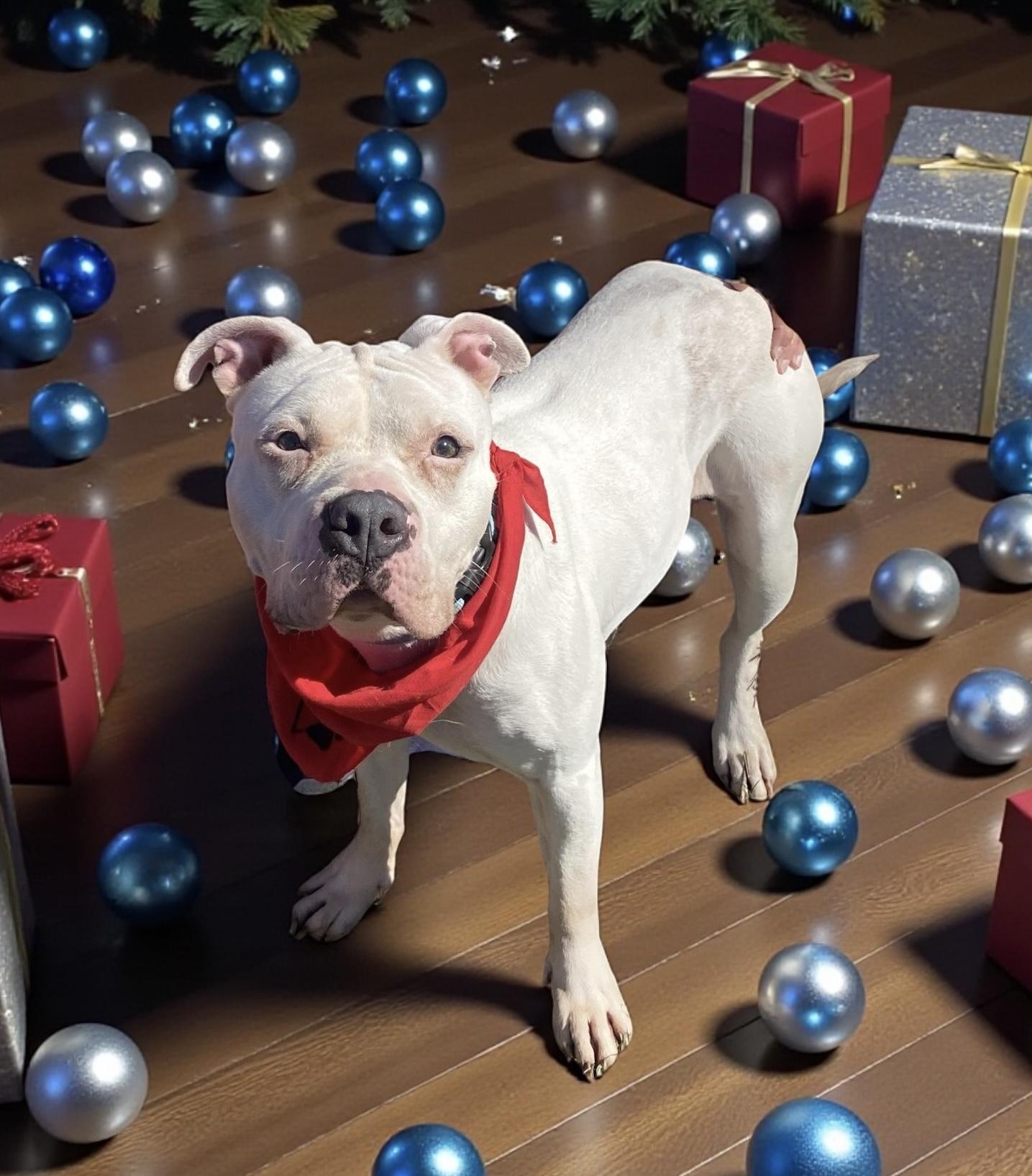 Clover GCI Trained Graduate!!!, adoptable, Adult Female Terrier & Pit Bull Terrier.