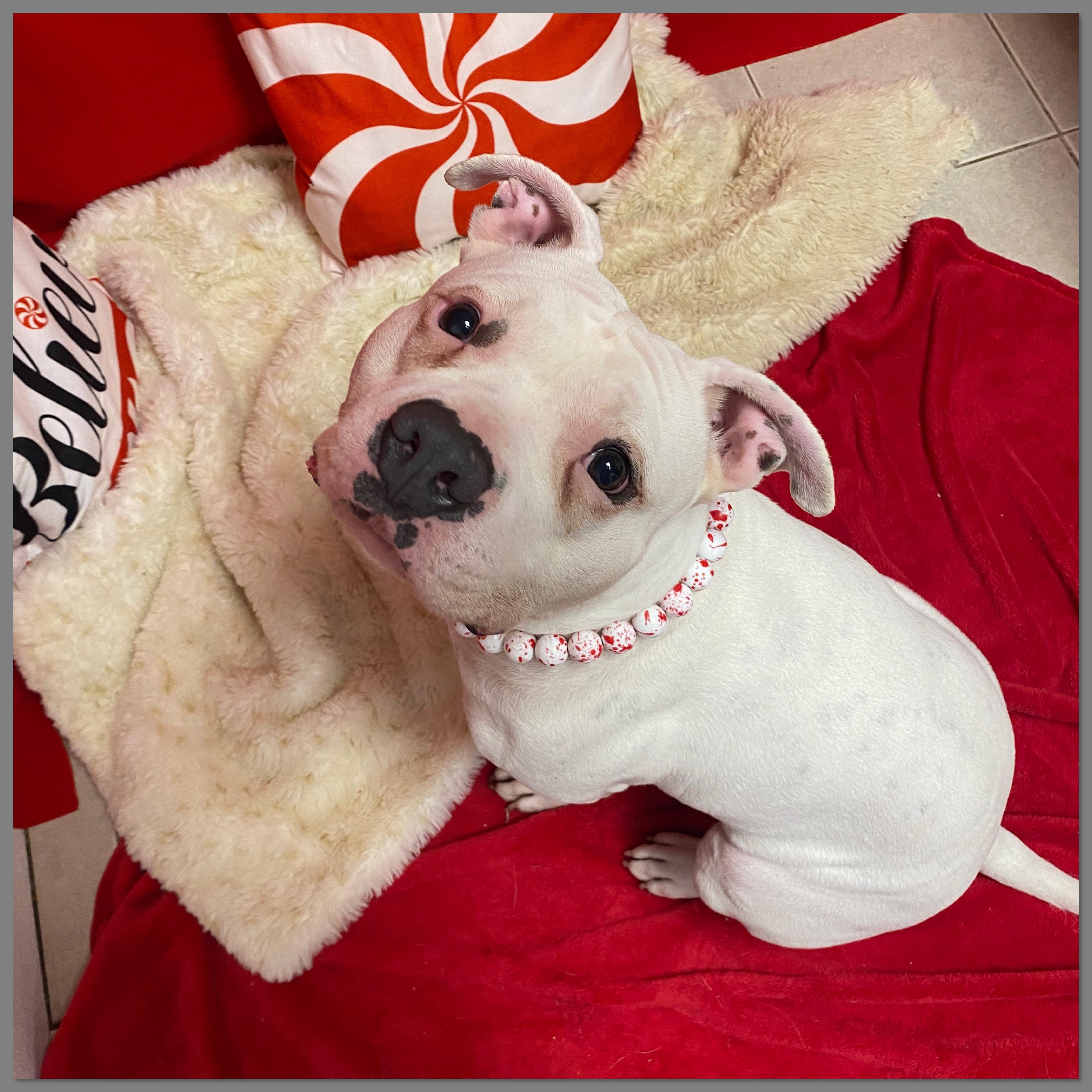 Clover GCI Trained Graduate!!!, adoptable, Adult Female Terrier & Pit Bull Terrier.