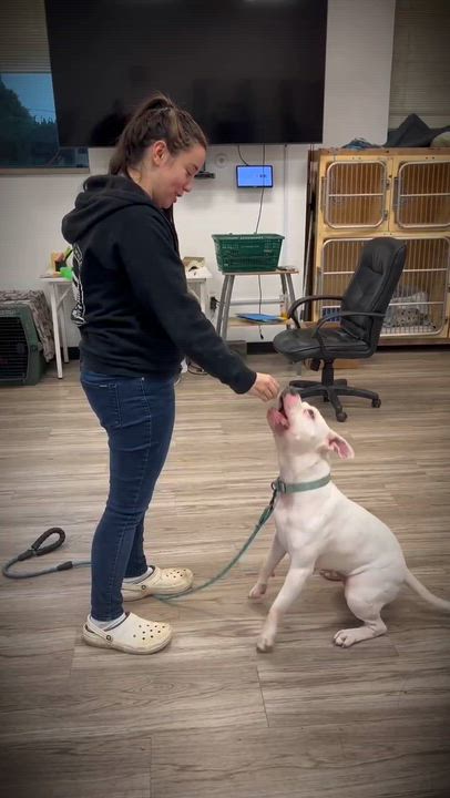 Enlarge Clover GCI Trained Graduate!!!, an adopted mixed breed in Elyria, OH video 2/2