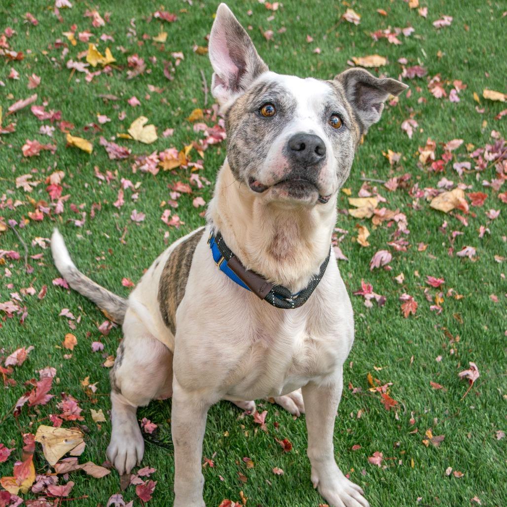 Debo, Adoptable, Adult Male Mixed Breed.