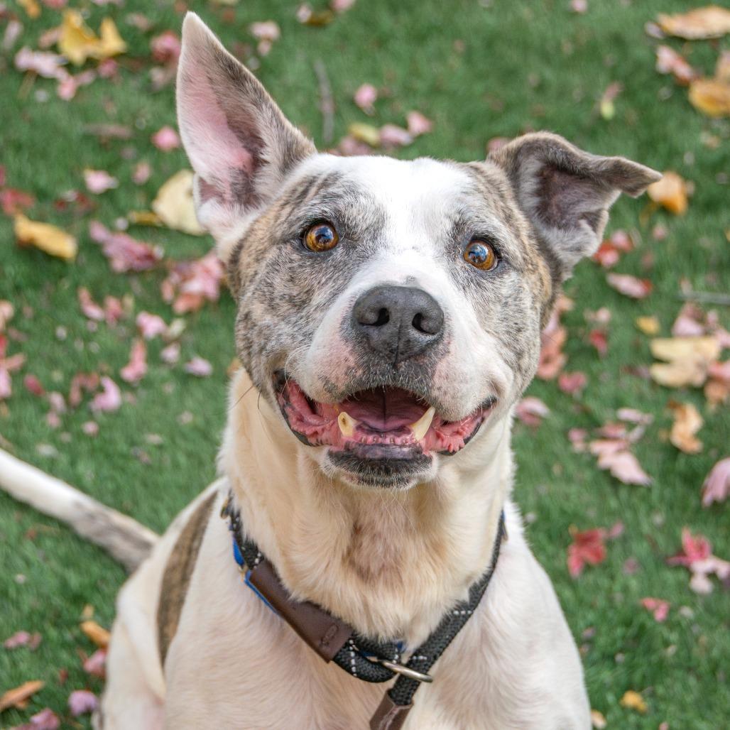 Debo, a Adoptable Mixed Breed in Saint Charles, MO image 2/6