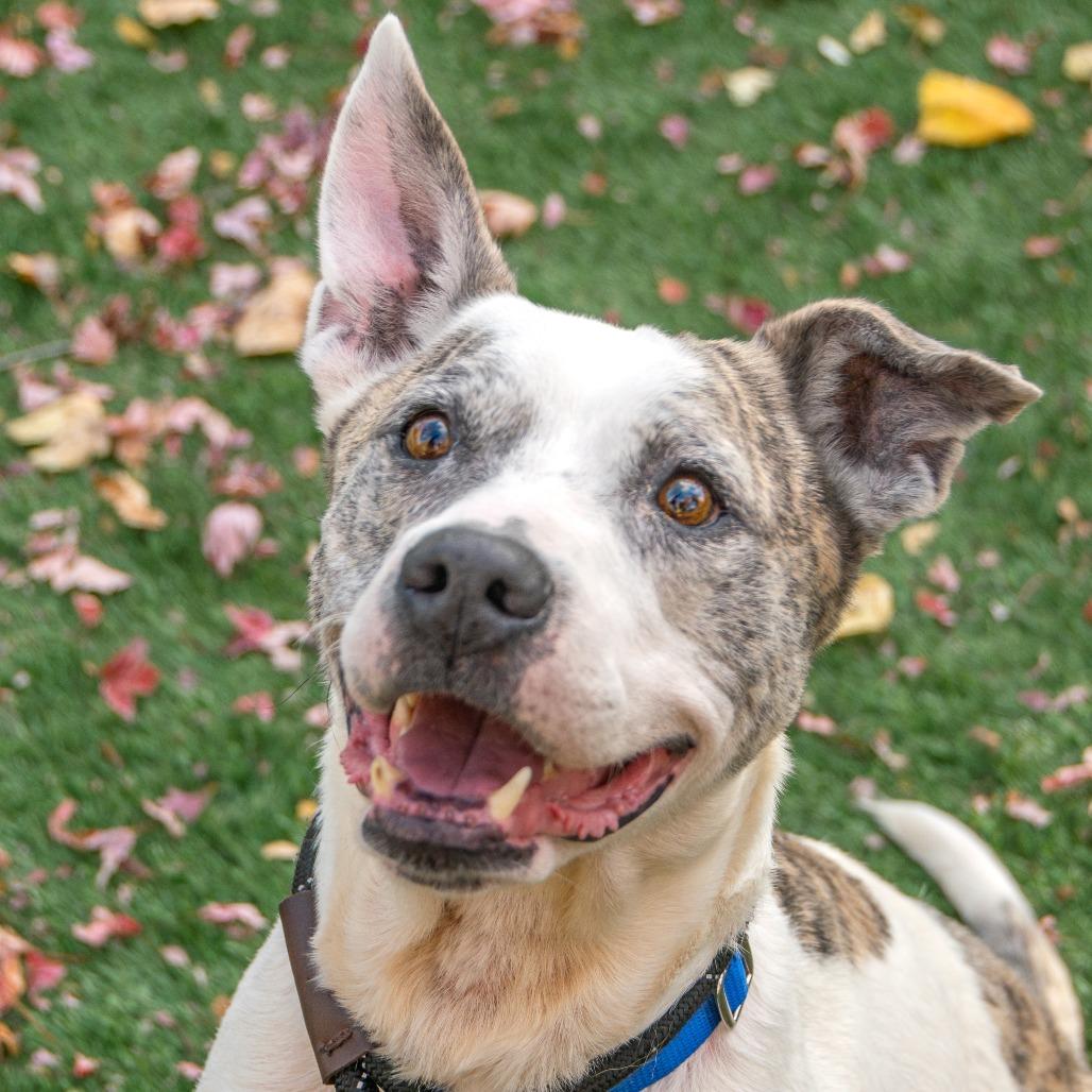 Debo, a Adoptable Mixed Breed in Saint Charles, MO image 3/6