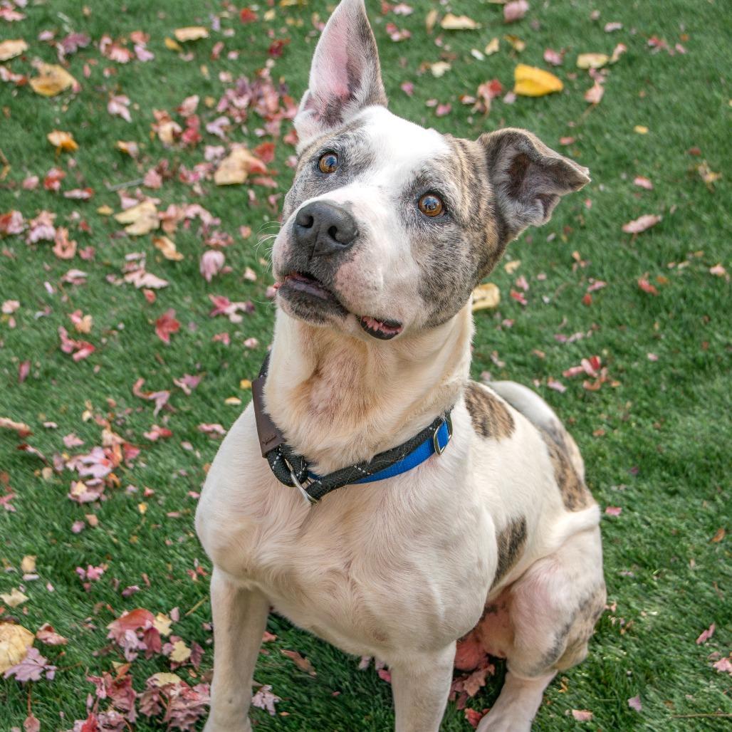 Debo, a Adoptable Mixed Breed in Saint Charles, MO image 5/6