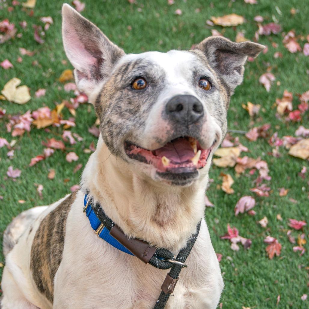 Debo, a Adoptable Mixed Breed in Saint Charles, MO image 6/6