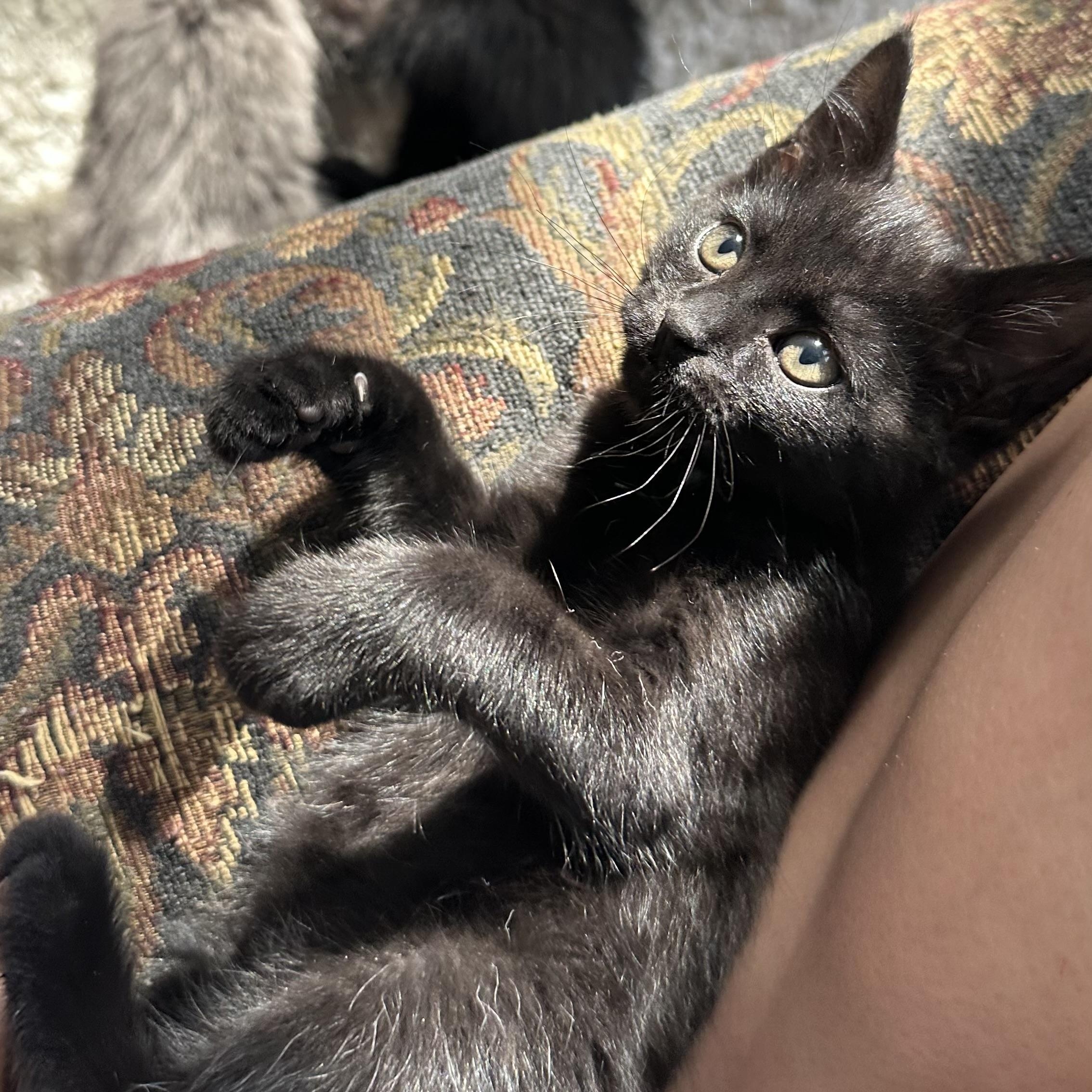 Enlarge Redbull Energy, an adopted Domestic Short Hair in Richmond, VA image 3/3