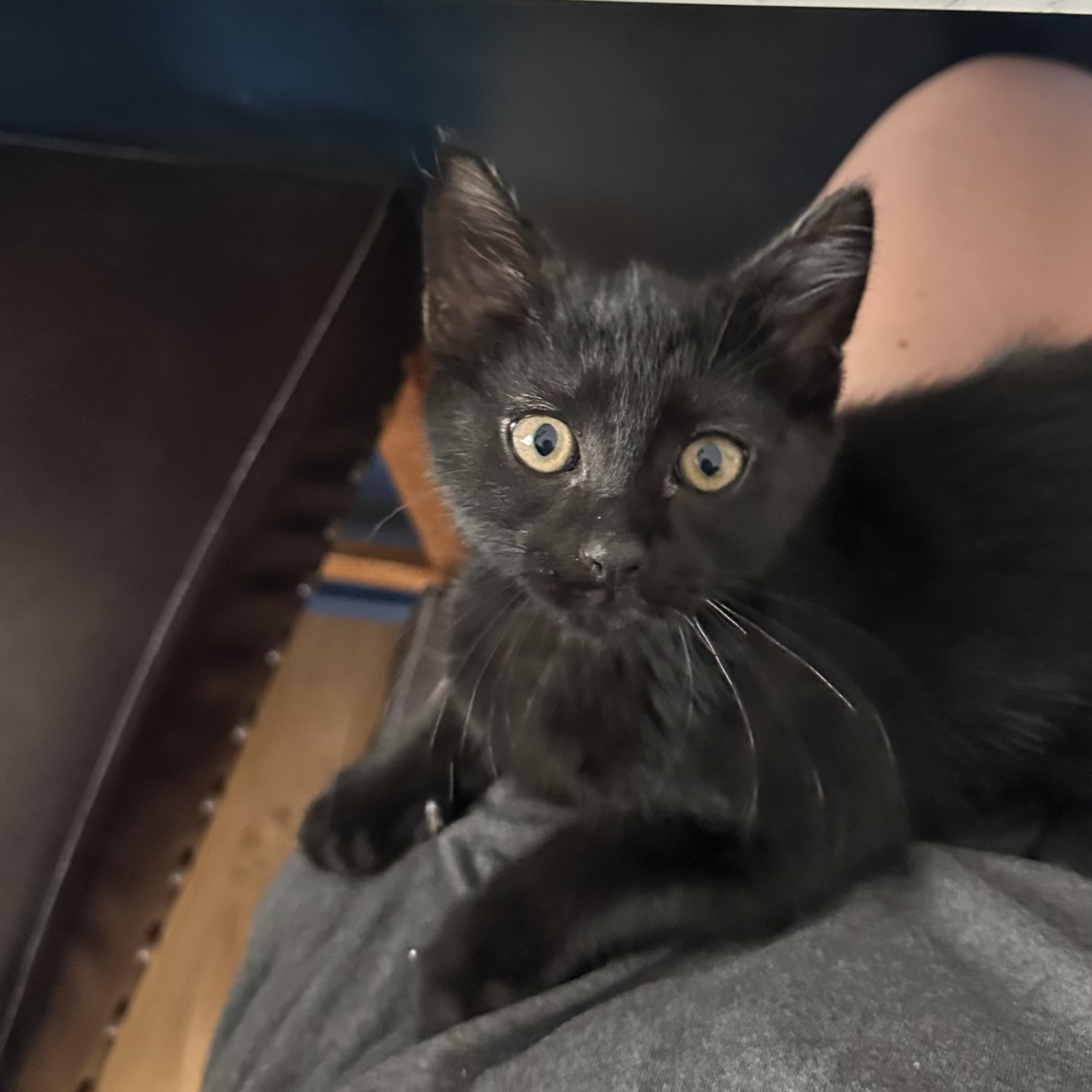 Redbull Energy, adopted, Kitten Male Domestic Short Hair.