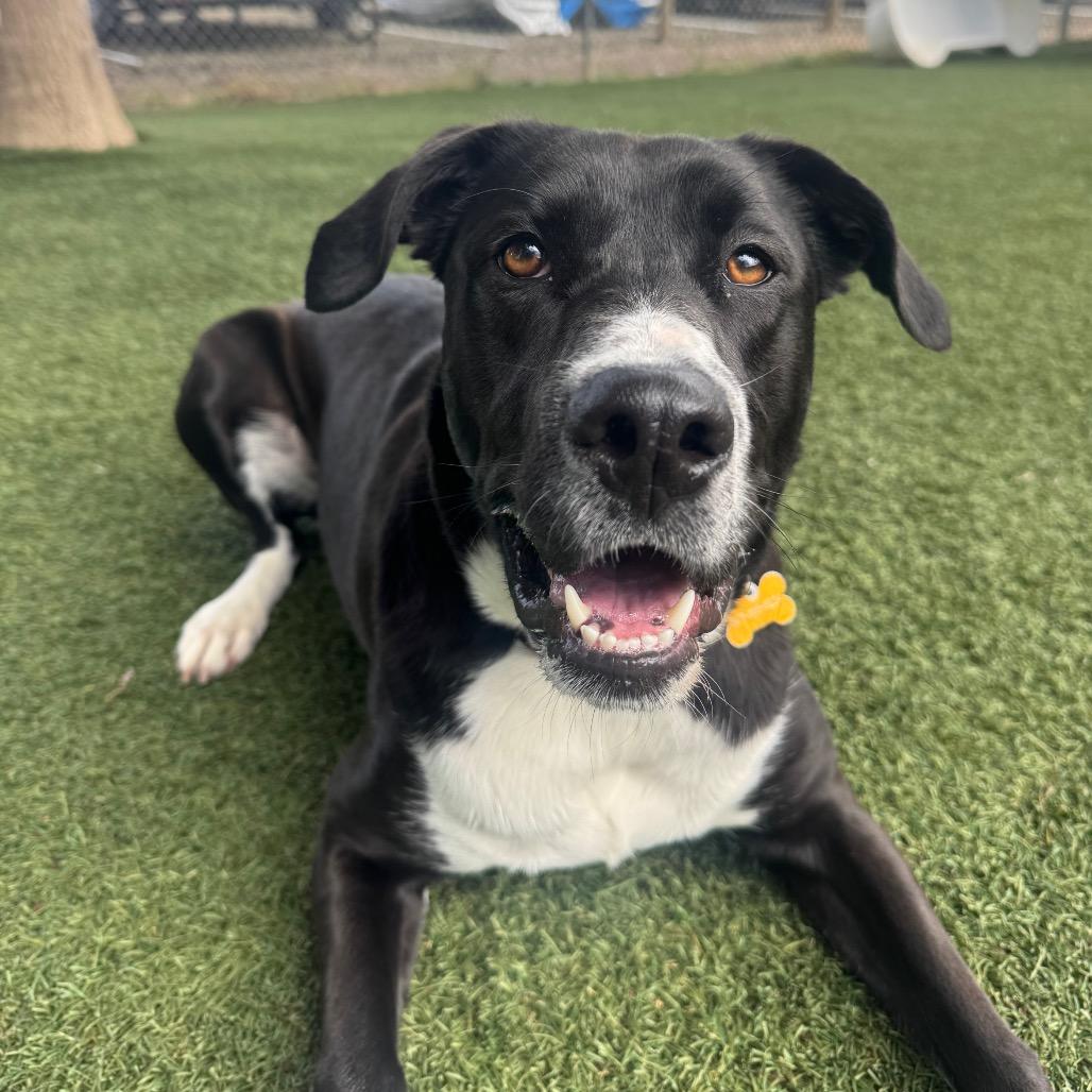 Bebe, Adoptable, Young Female Mixed Breed & Mixed Breed.