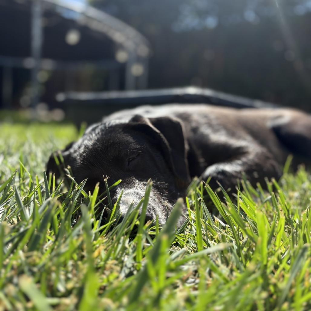Enlarge Bebe, a Adoptable mixed breed in Buellton, CA image 1/6