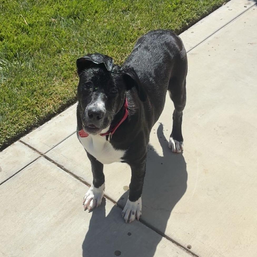 Enlarge Bebe, a Adoptable mixed breed in Buellton, CA image 2/6