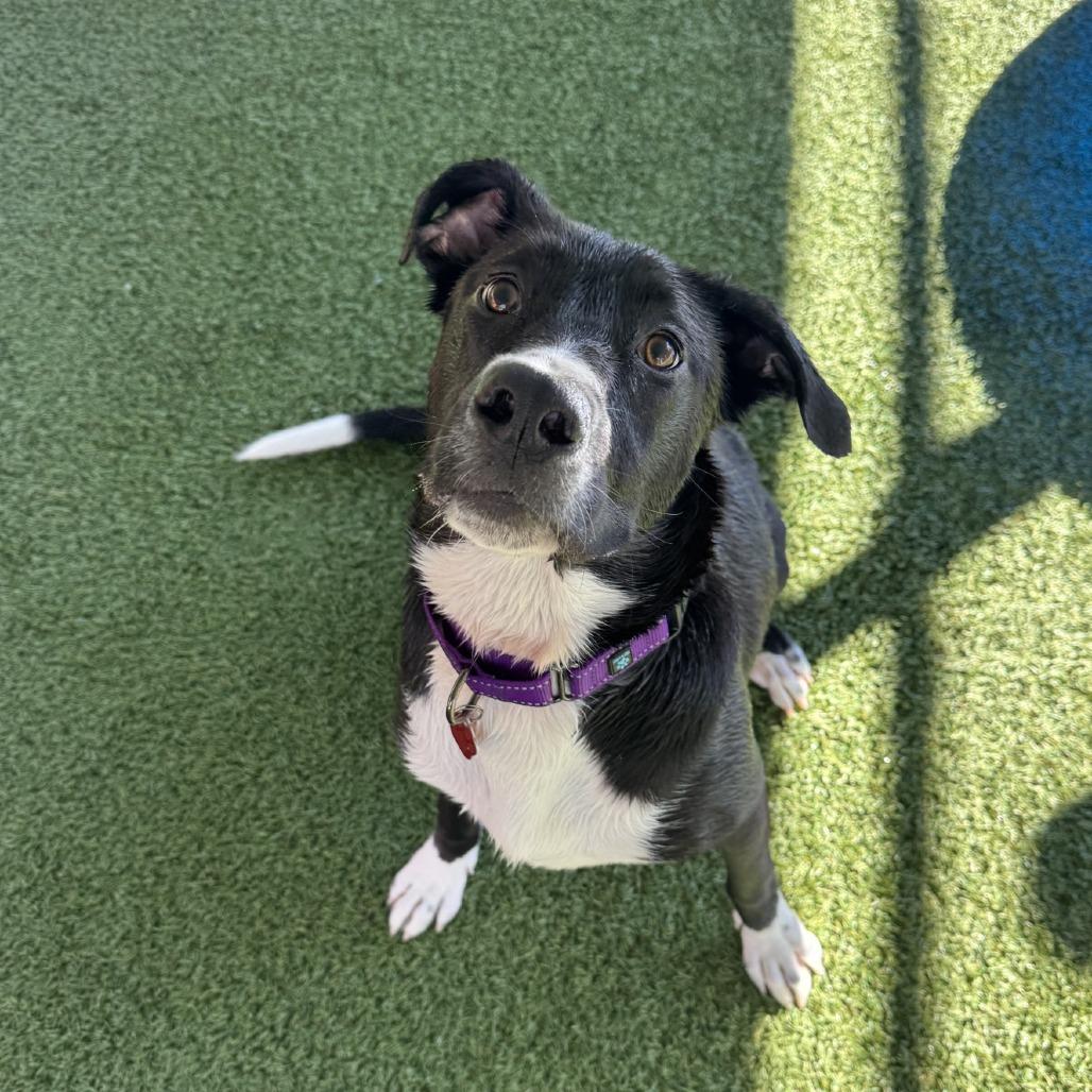 Enlarge Bebe, a Adoptable mixed breed in Buellton, CA image 3/6