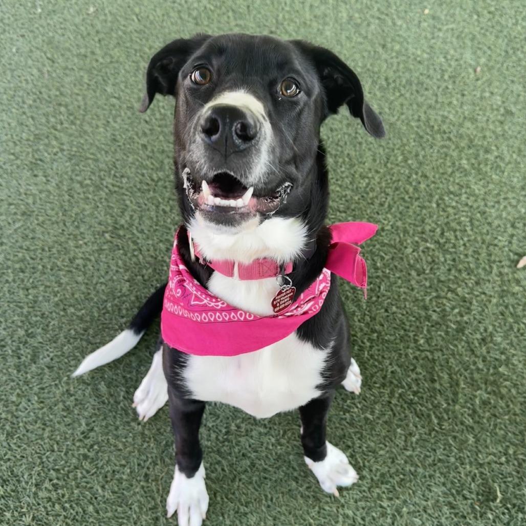 Enlarge Bebe, a Adoptable mixed breed in Buellton, CA image 4/6