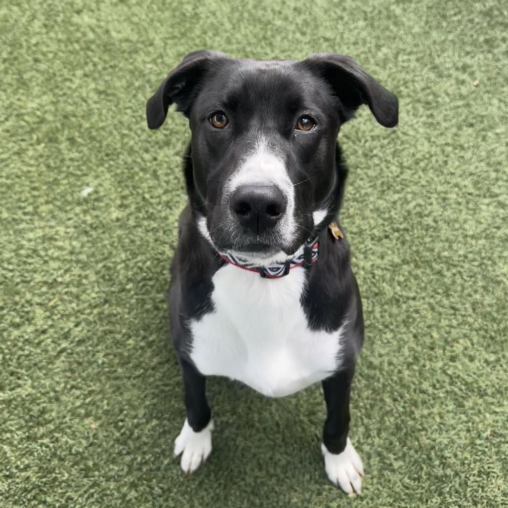 Enlarge Bebe, a Adoptable mixed breed in Buellton, CA image 3/6