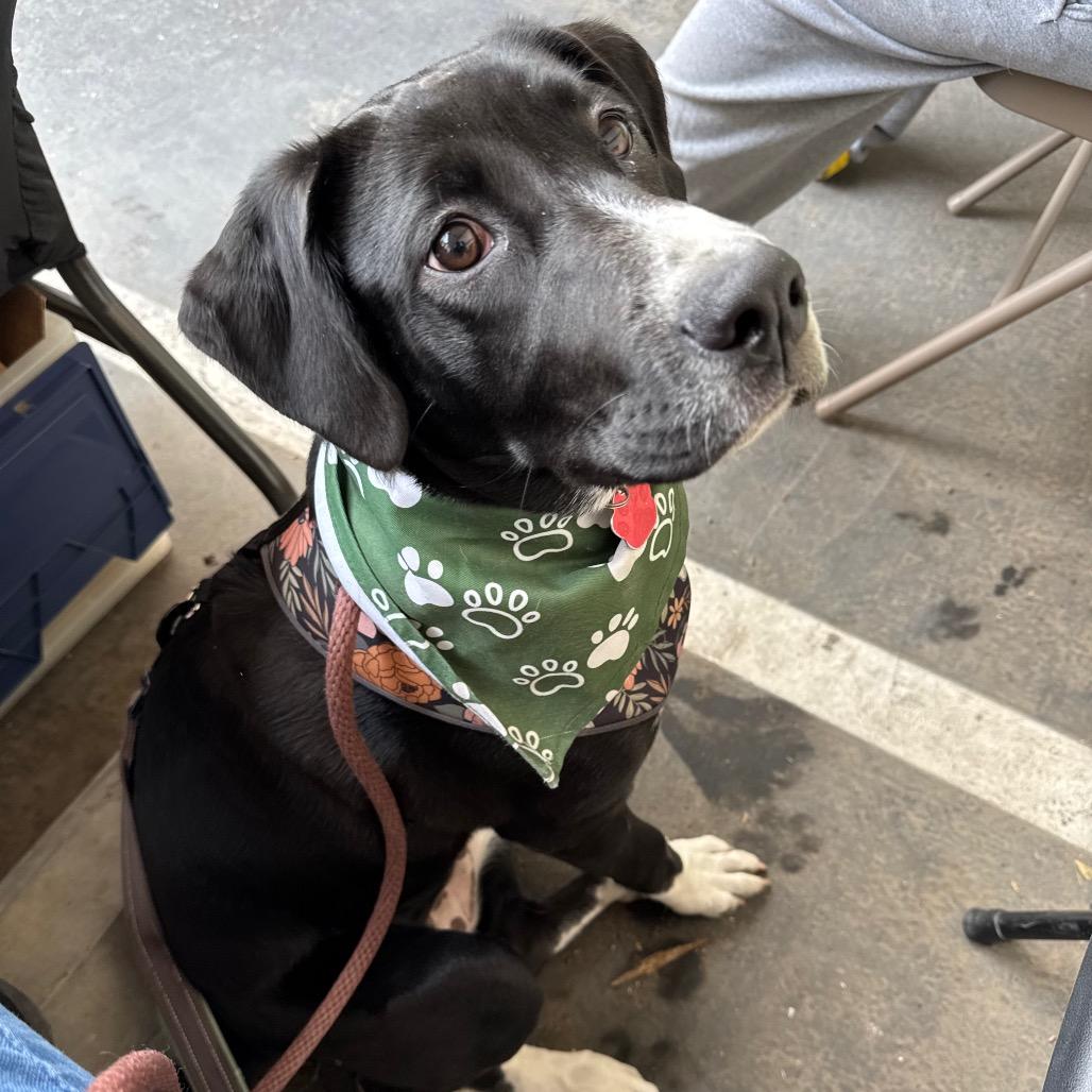 Enlarge Bebe, a Adoptable mixed breed in Buellton, CA image 5/6