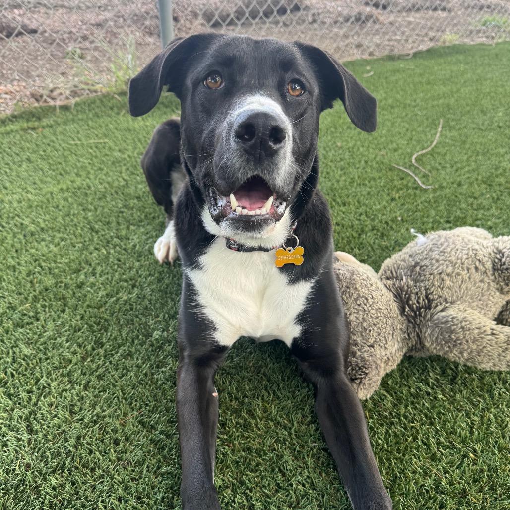 Enlarge Bebe, a Adoptable mixed breed in Buellton, CA image 4/6