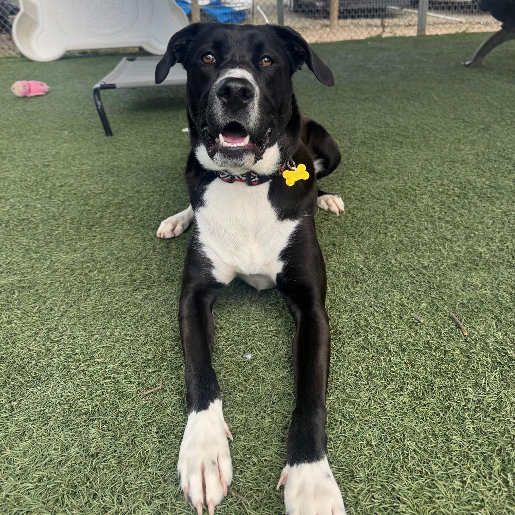 Enlarge Bebe, a Adoptable mixed breed in Buellton, CA image 5/6