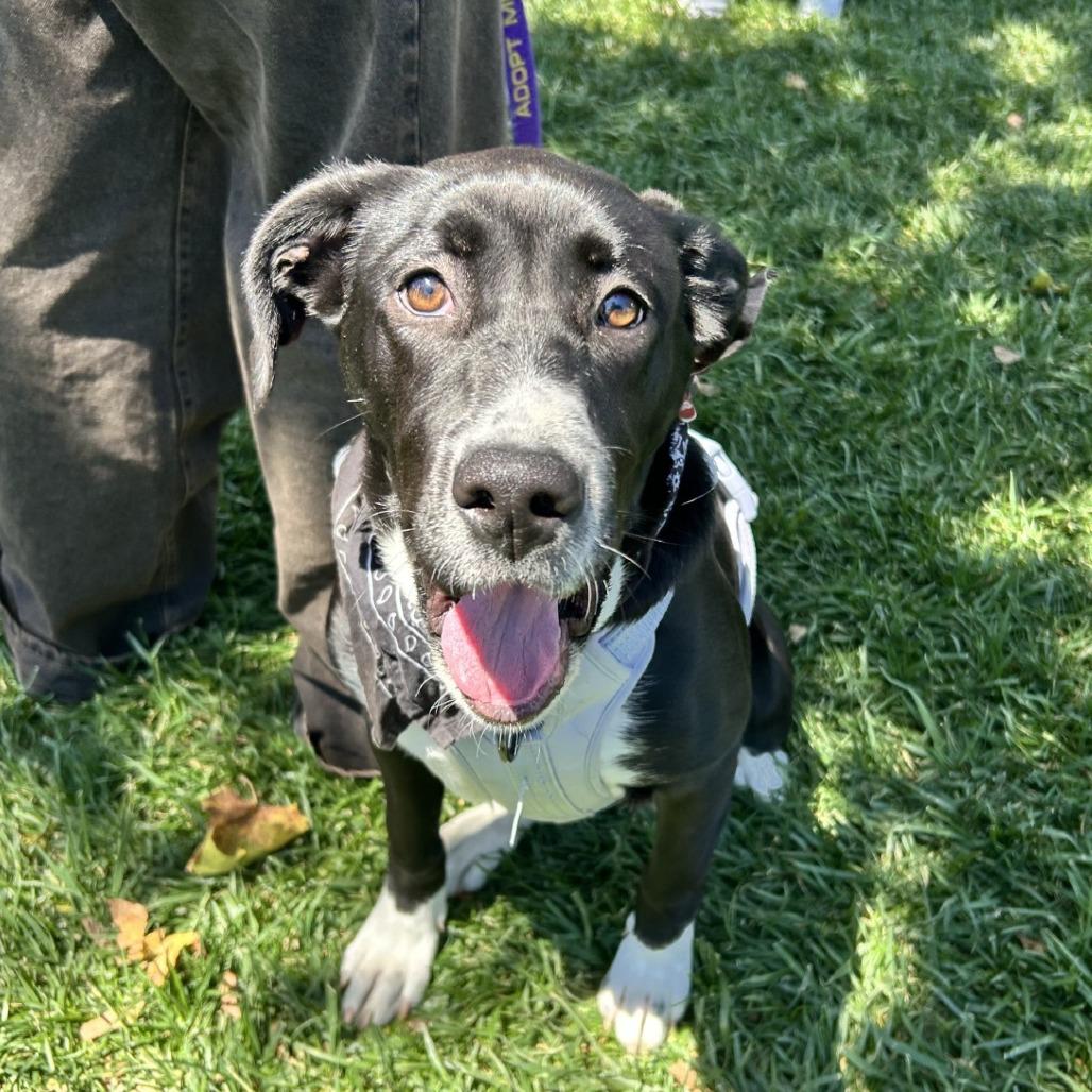 Enlarge Bebe, a Adoptable mixed breed in Buellton, CA image 6/6