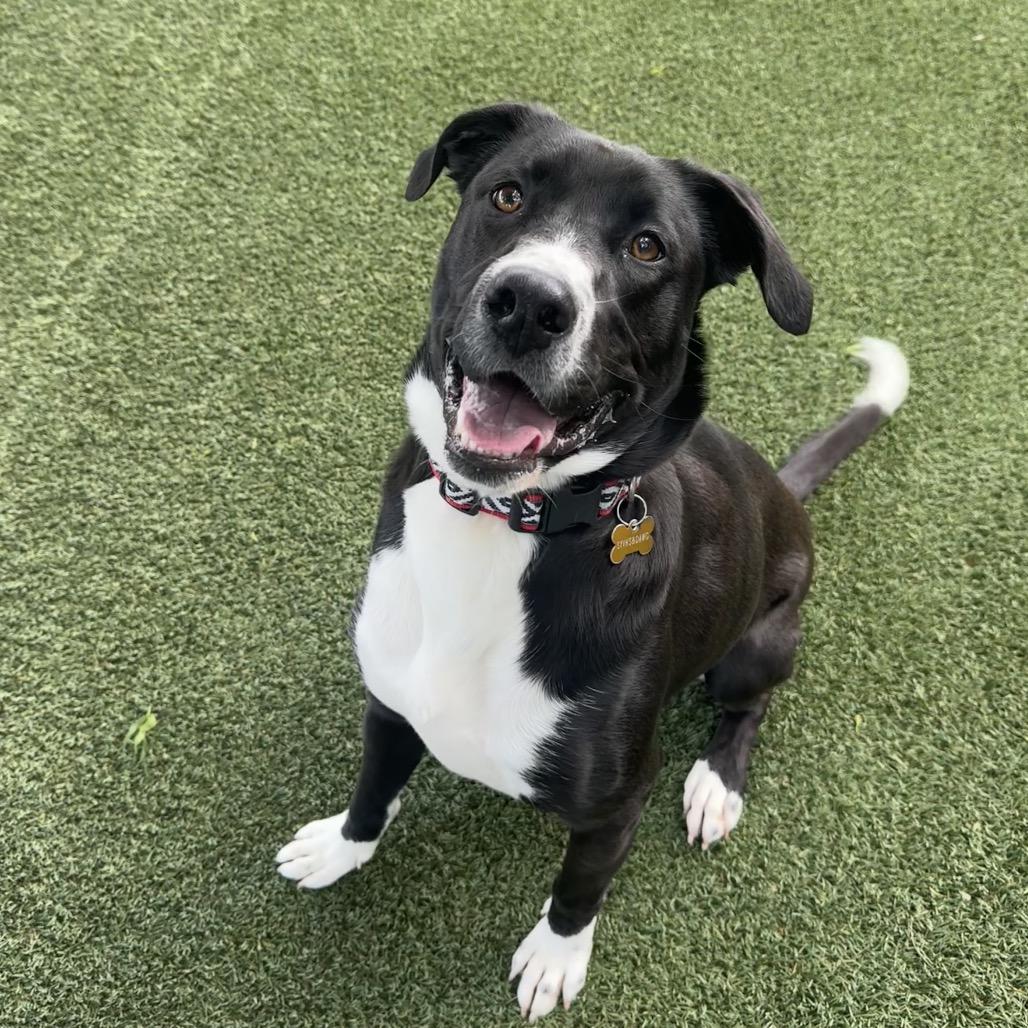 Enlarge Bebe, a Adoptable mixed breed in Buellton, CA image 6/6