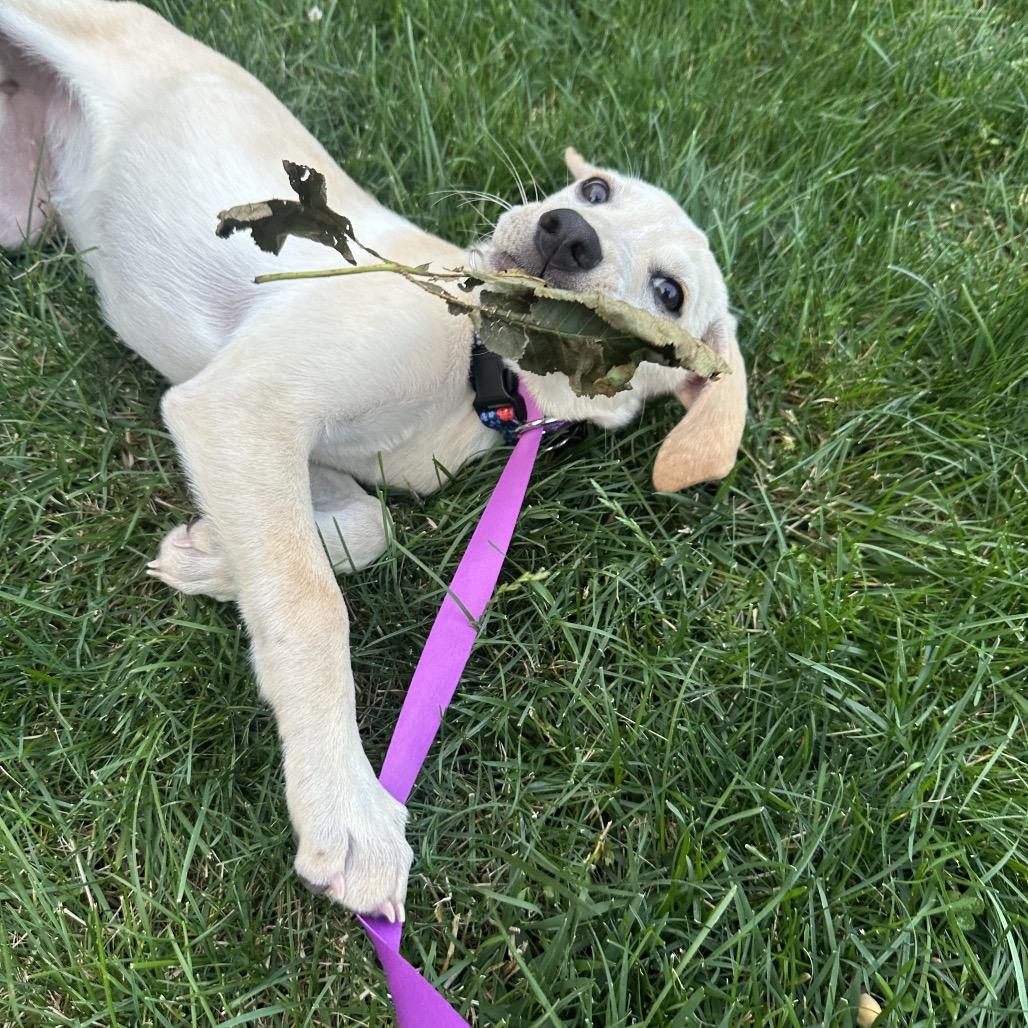 Enlarge Fern, a Adoptable Mixed Breed in Chicago, IL image 4/4