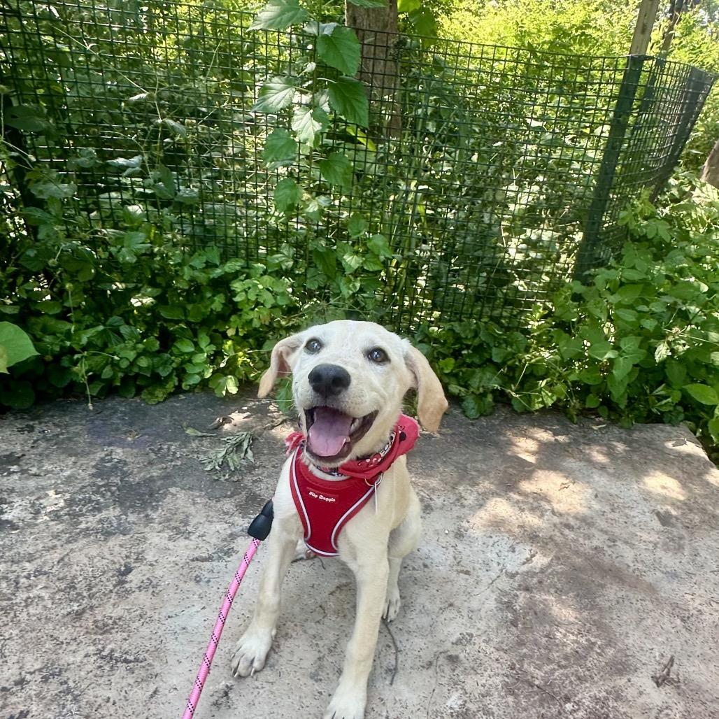 Enlarge Fern, a Adoptable Mixed Breed in Chicago, IL image 2/4