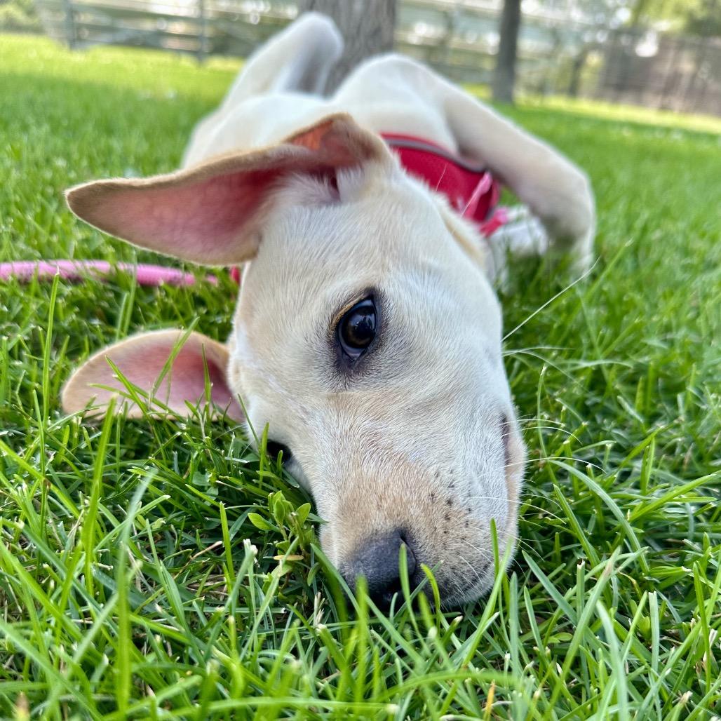 Enlarge Fern, a Adoptable Mixed Breed in Chicago, IL image 3/4