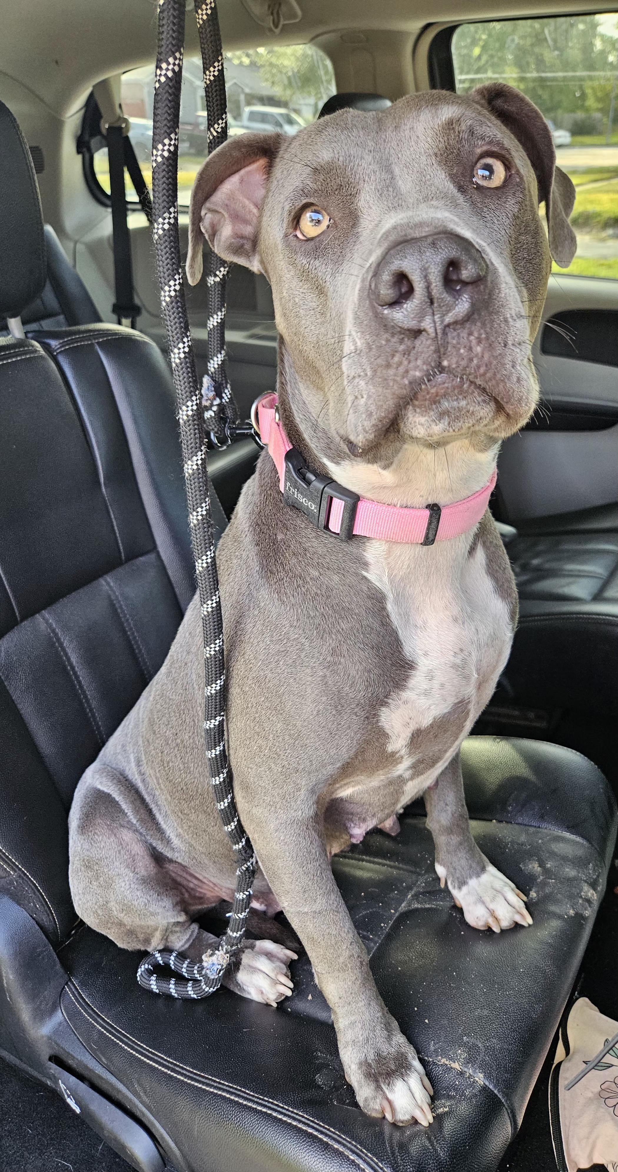 Enlarge Bella, a Adoptable American Bully in Denver, CO image 3/5