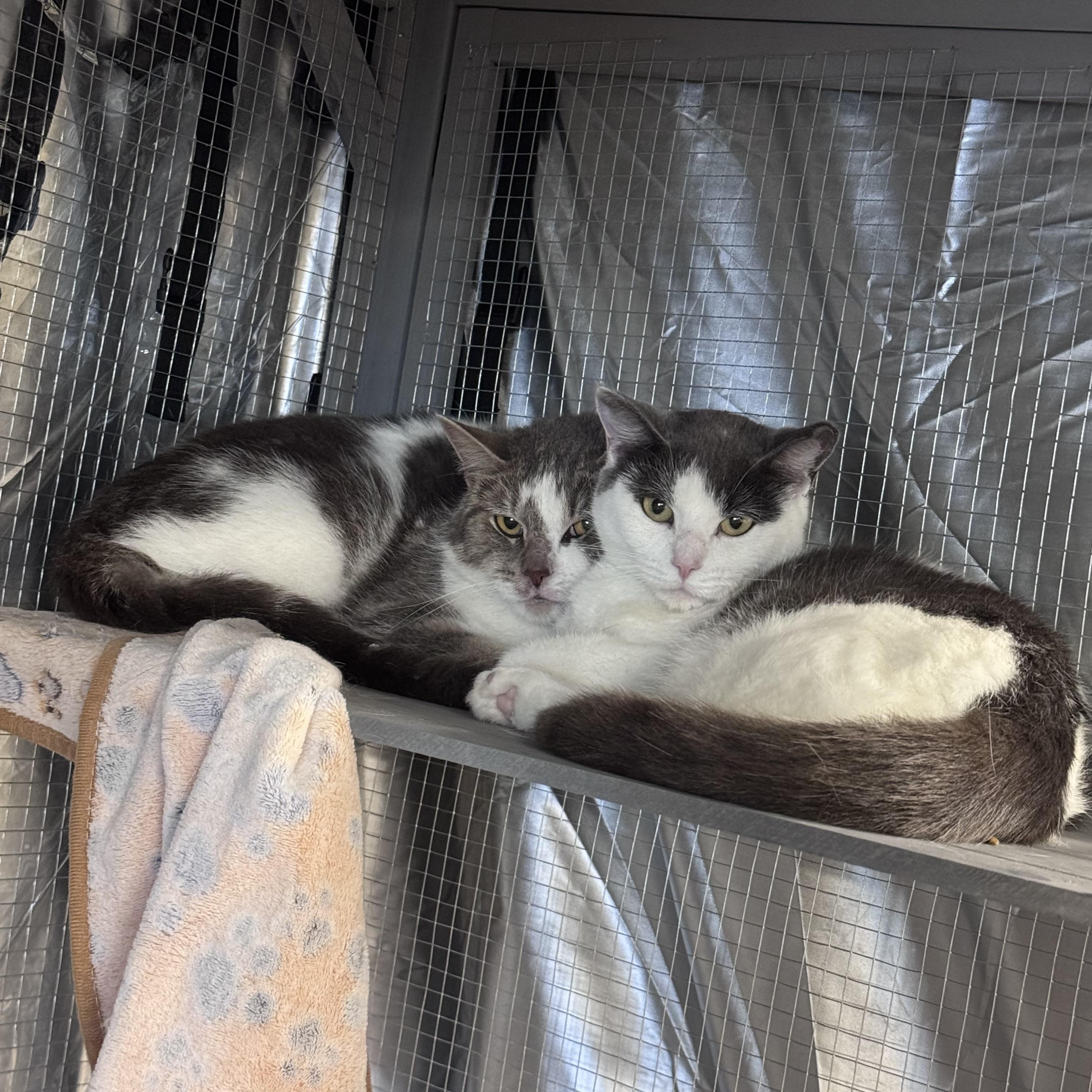 Carl & Wendy Lou, a ADOPTABLE Domestic Short Hair in Midland, MI image 1/3