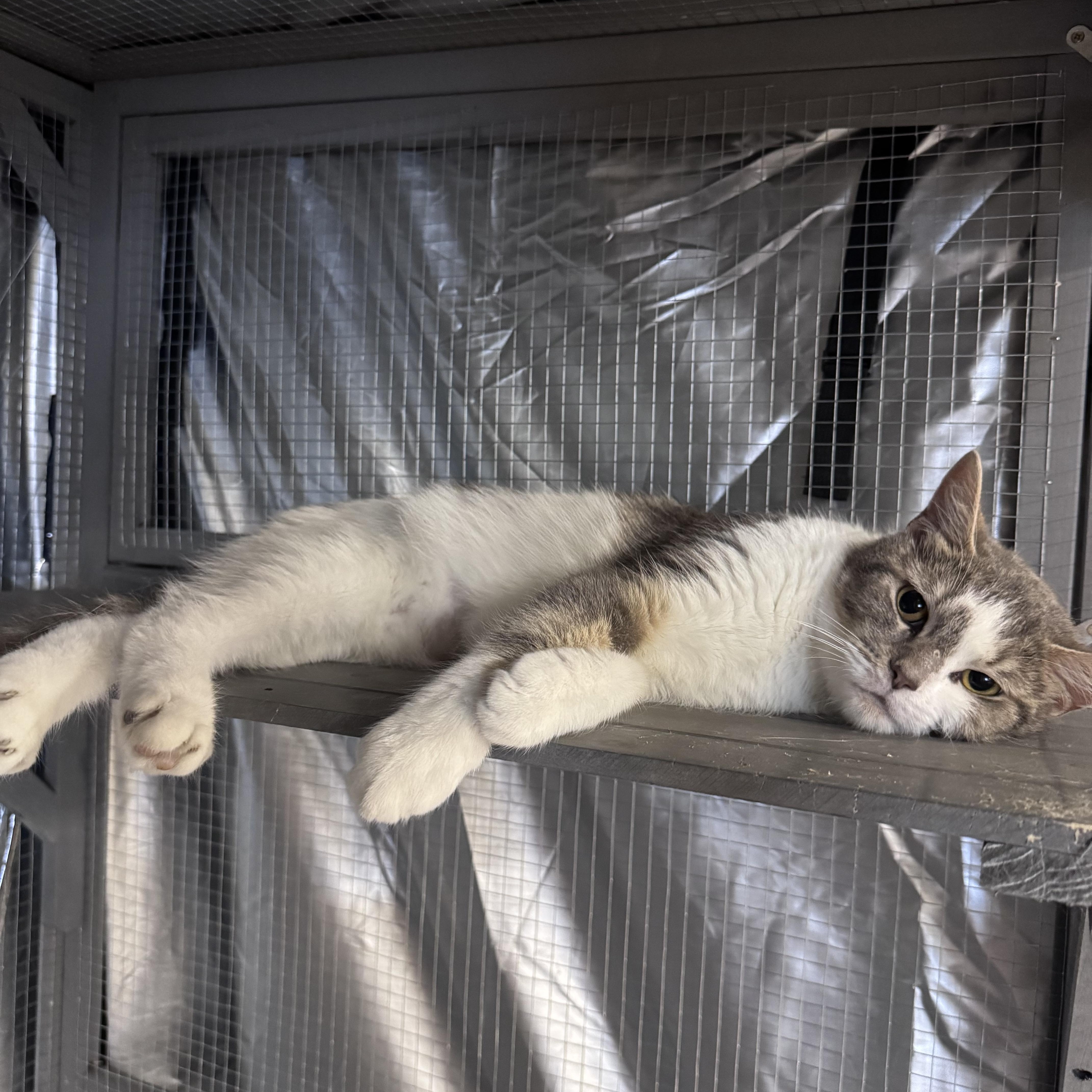 Carl & Wendy Lou, a ADOPTABLE Domestic Short Hair in Midland, MI image 2/3