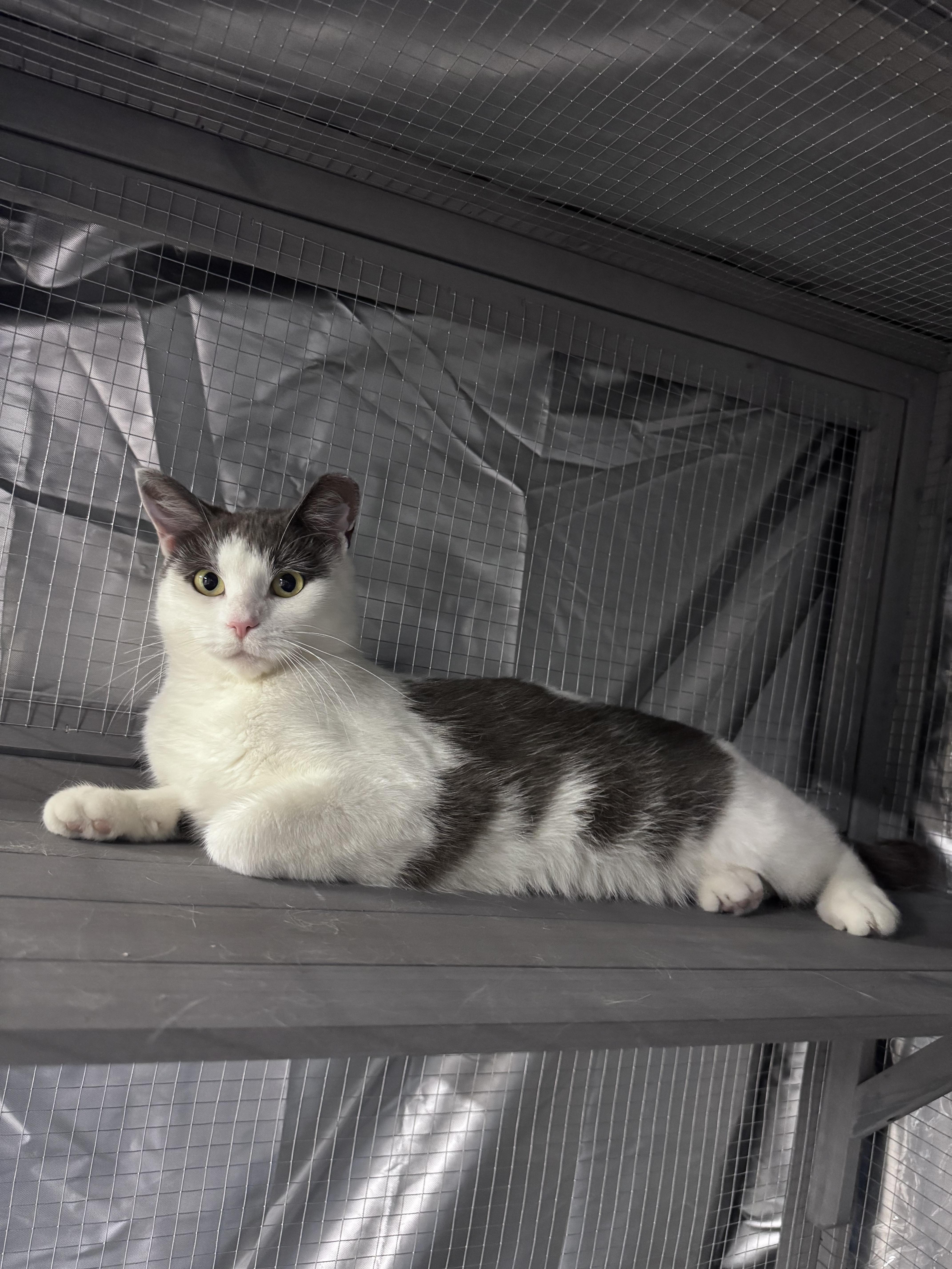 Carl & Wendy Lou, a ADOPTABLE Domestic Short Hair in Midland, MI image 3/3