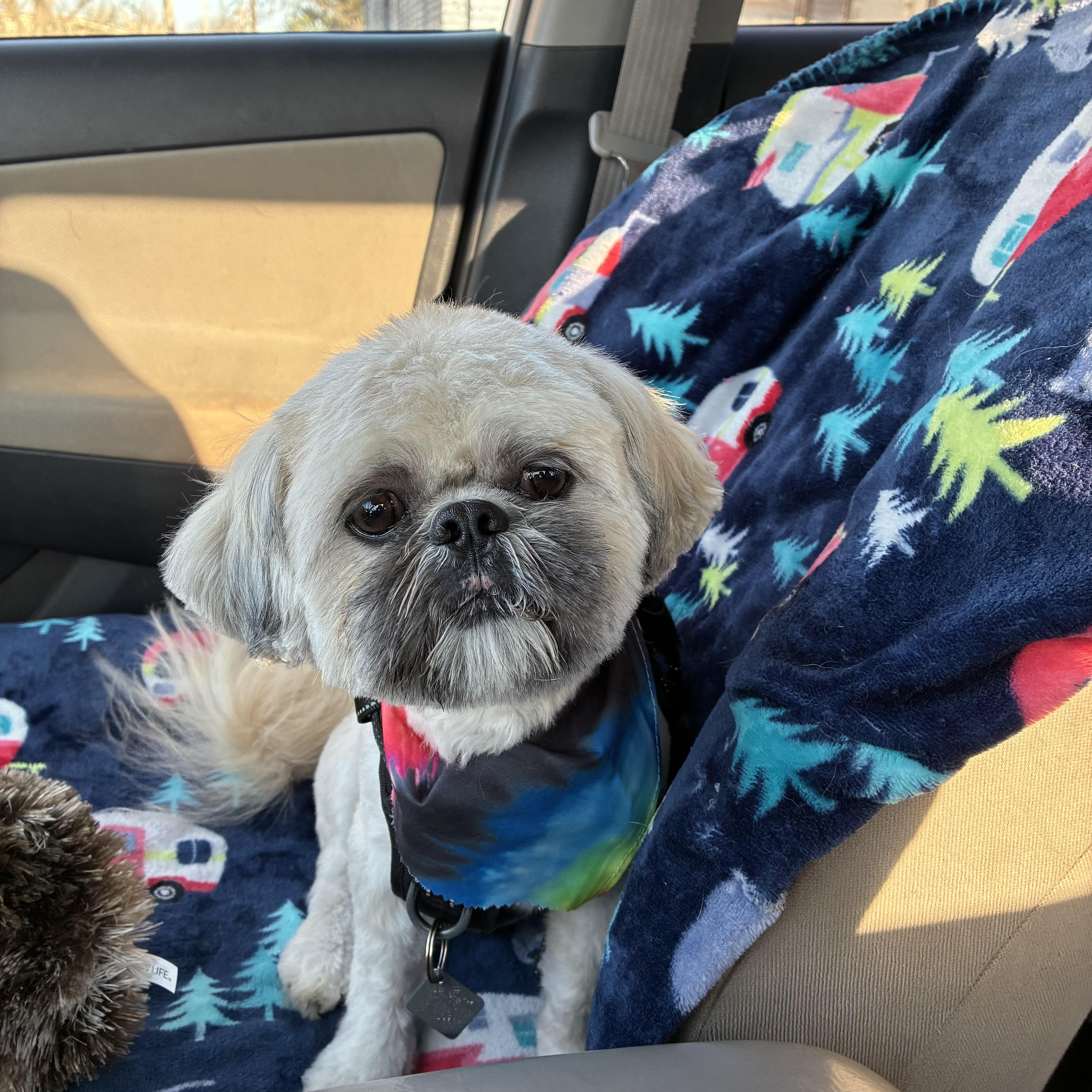 Enlarge Max, a Adoptable Shih Tzu in Noble, OK image 5/5