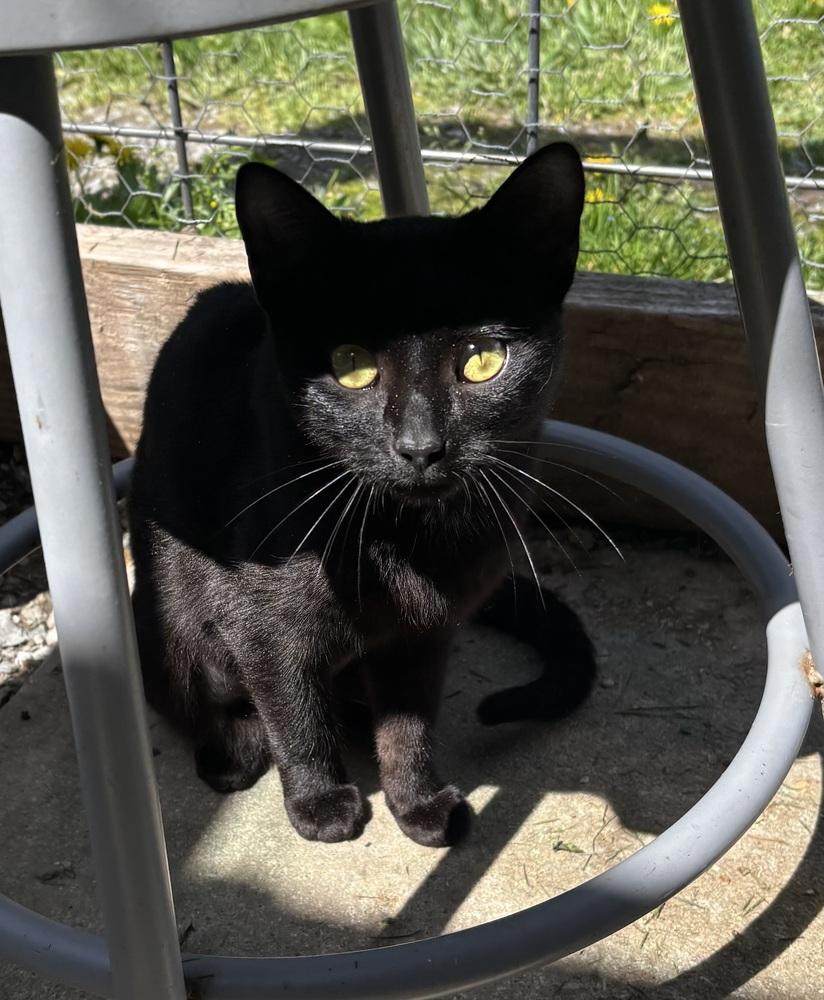 EVIE, Adoptable, Young Female Domestic Short Hair.