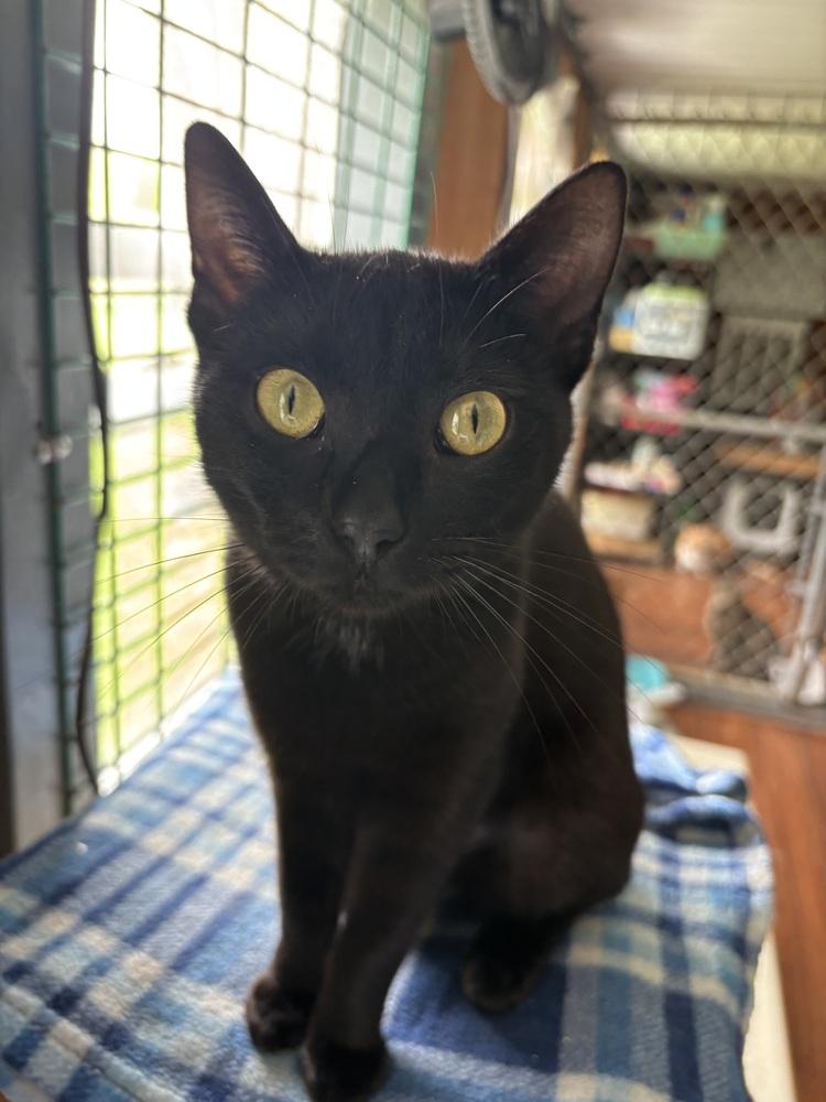 EVIE, a Adoptable Domestic Short Hair in New Woodstock, NY image 2/4