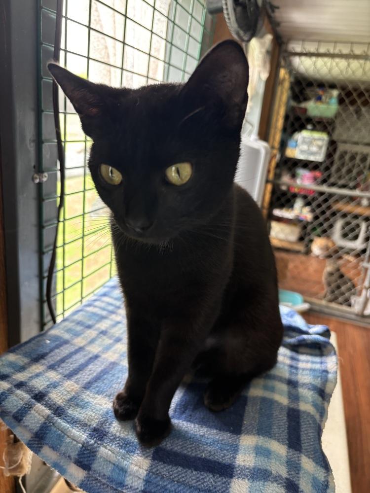 EVIE, a Adoptable Domestic Short Hair in New Woodstock, NY image 3/4