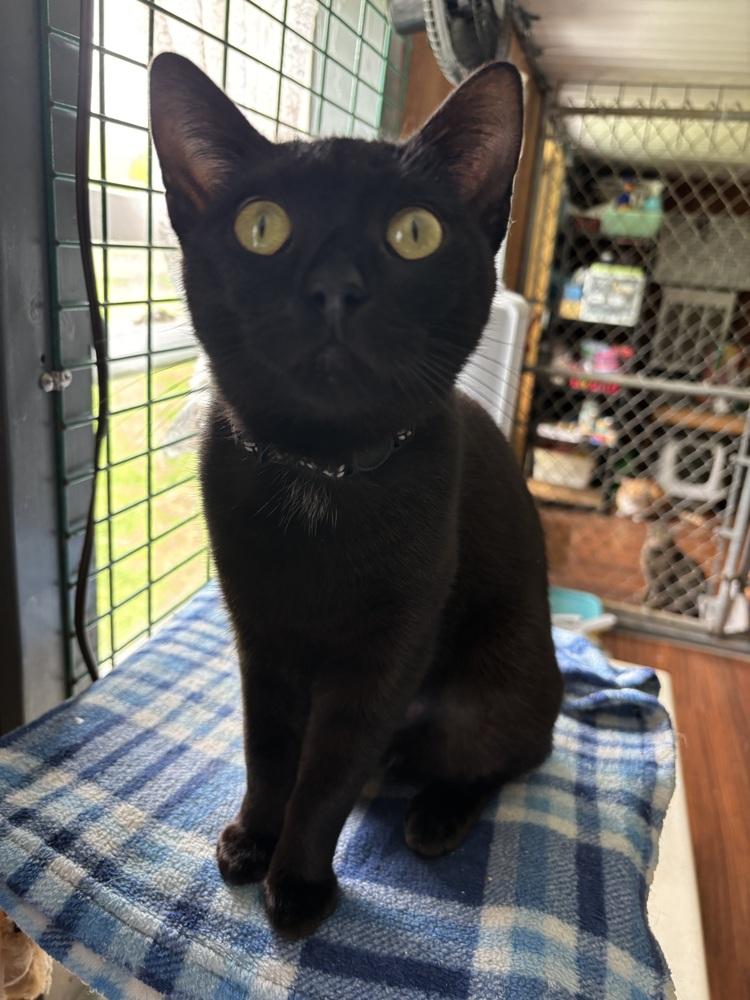 EVIE, a Adoptable Domestic Short Hair in New Woodstock, NY image 4/4