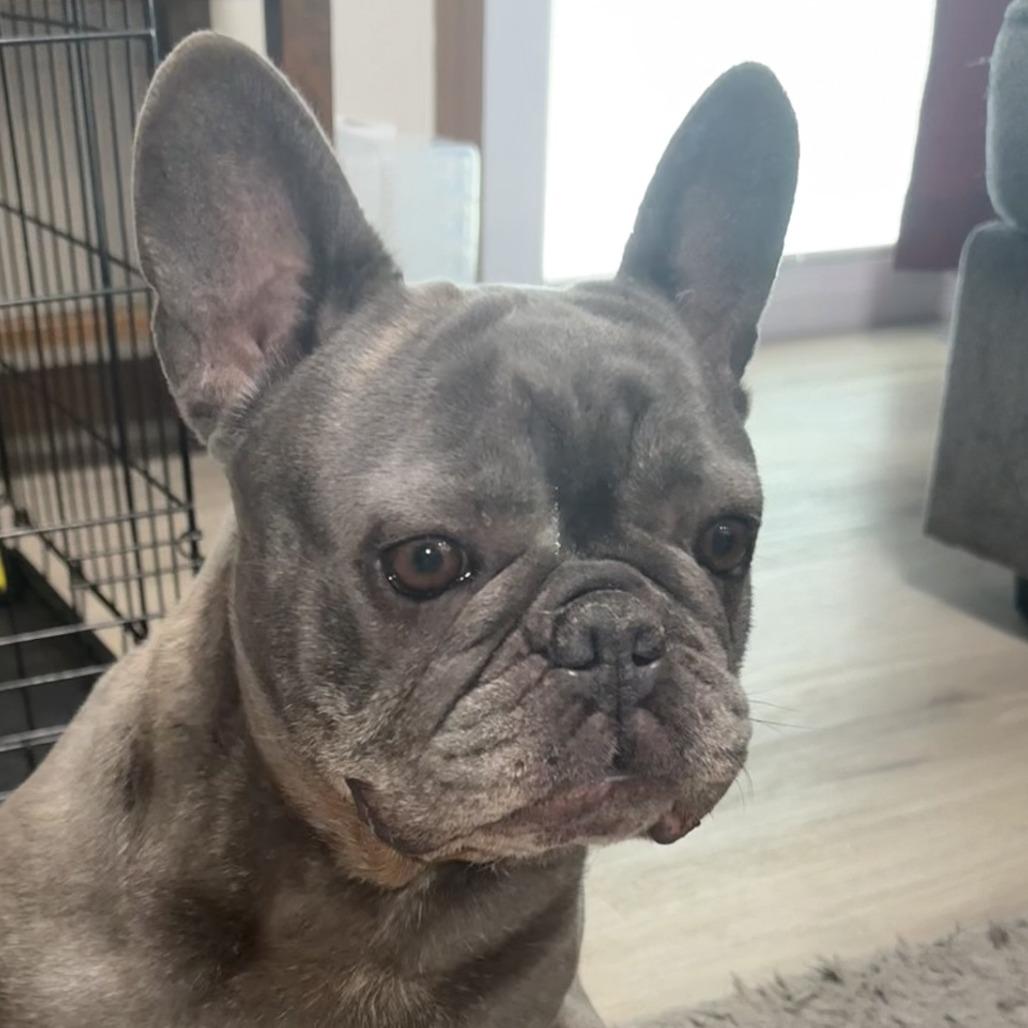 Enlarge Charlotte, a Adoptable French Bulldog in Cincinnati, OH image 1/5