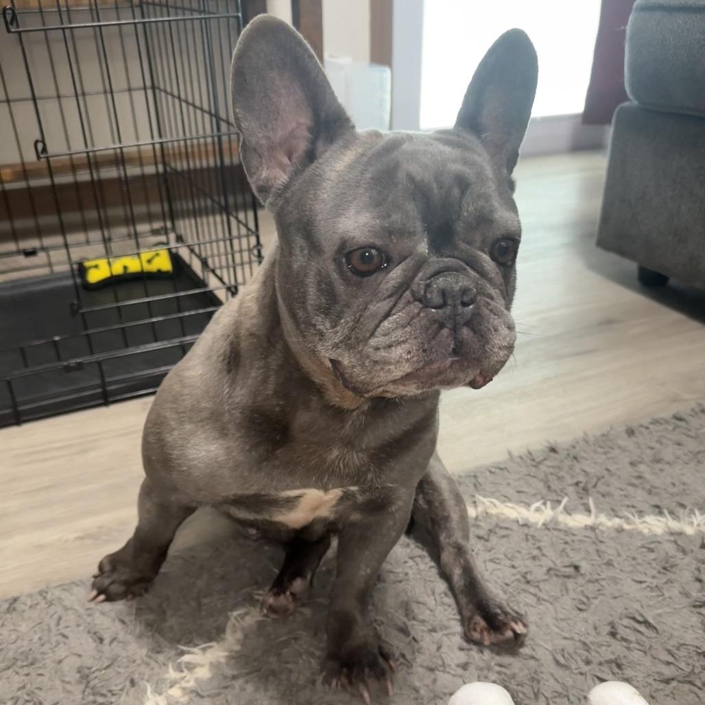 Enlarge Charlotte, a Adoptable French Bulldog in Cincinnati, OH image 2/5