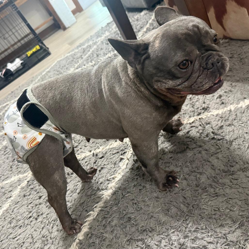 Enlarge Charlotte, a Adoptable French Bulldog in Cincinnati, OH image 3/5