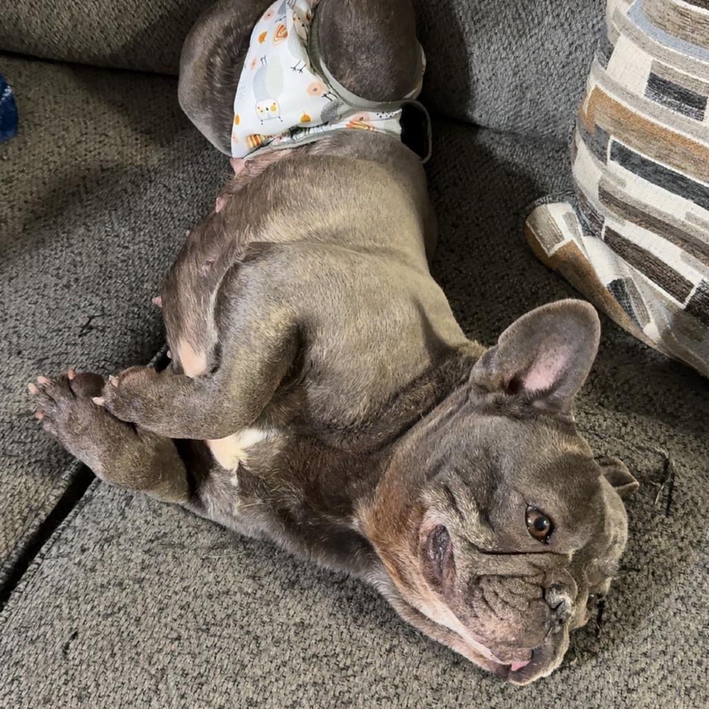 Enlarge Charlotte, a Adoptable French Bulldog in Cincinnati, OH image 4/5