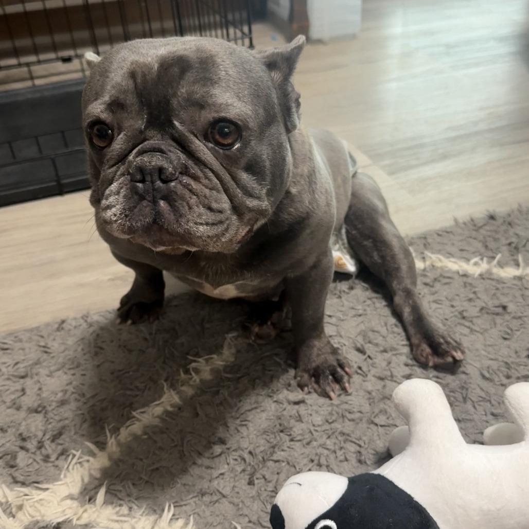 Enlarge Charlotte, a Adoptable French Bulldog in Cincinnati, OH image 5/5