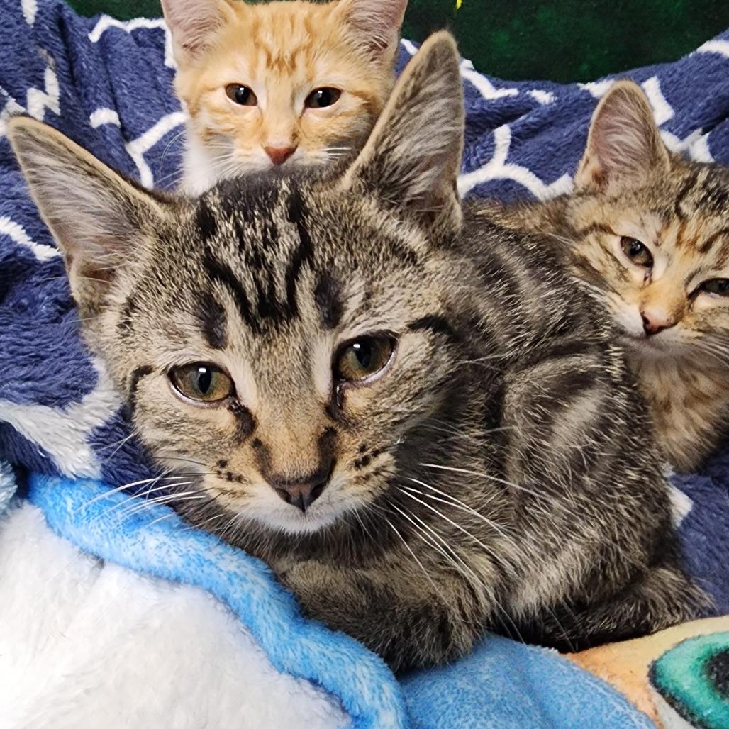 Luna, a Adoptable Domestic Short Hair in Dixon, IL image 1/2