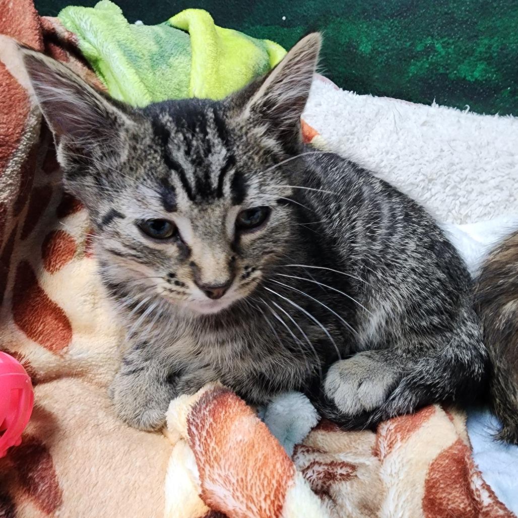 Luna, a Adoptable Domestic Short Hair in Dixon, IL image 2/2