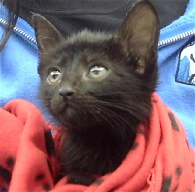 CHANEL — thumbnail 2