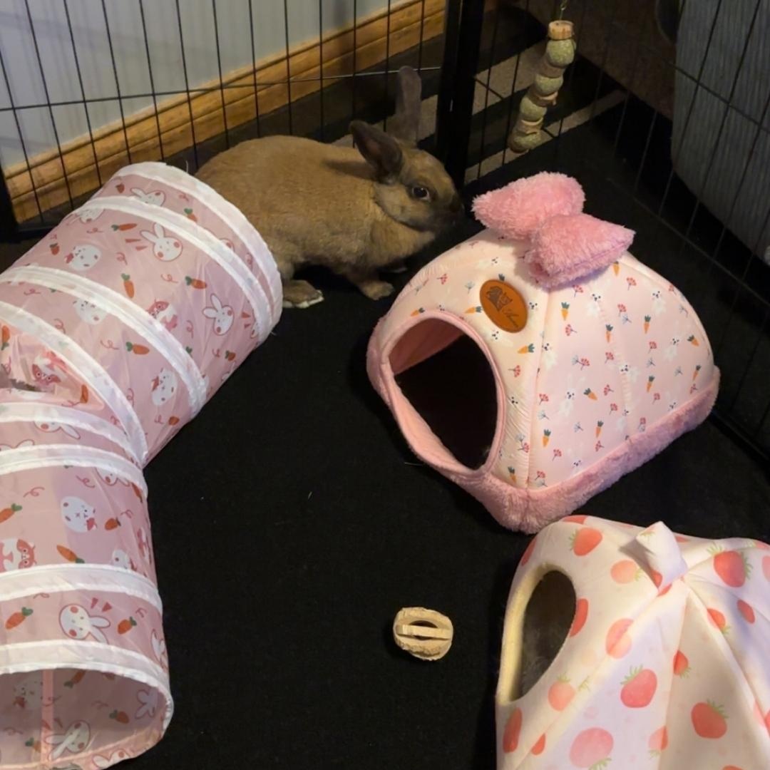 Bonnie, a ADOPTABLE mixed breed in West Chester, OH image 3/4