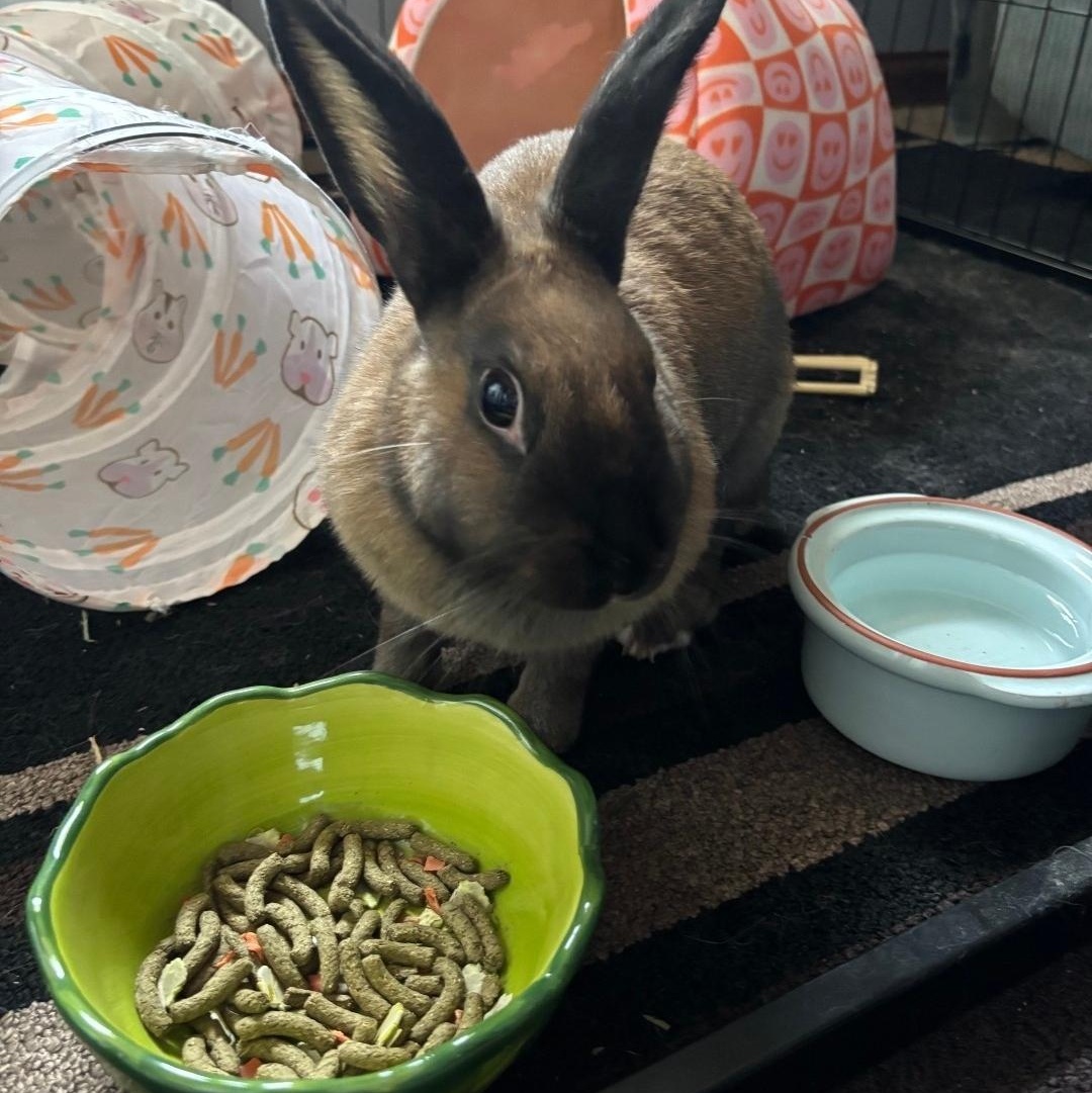 Bonnie, a ADOPTABLE mixed breed in West Chester, OH image 1/4