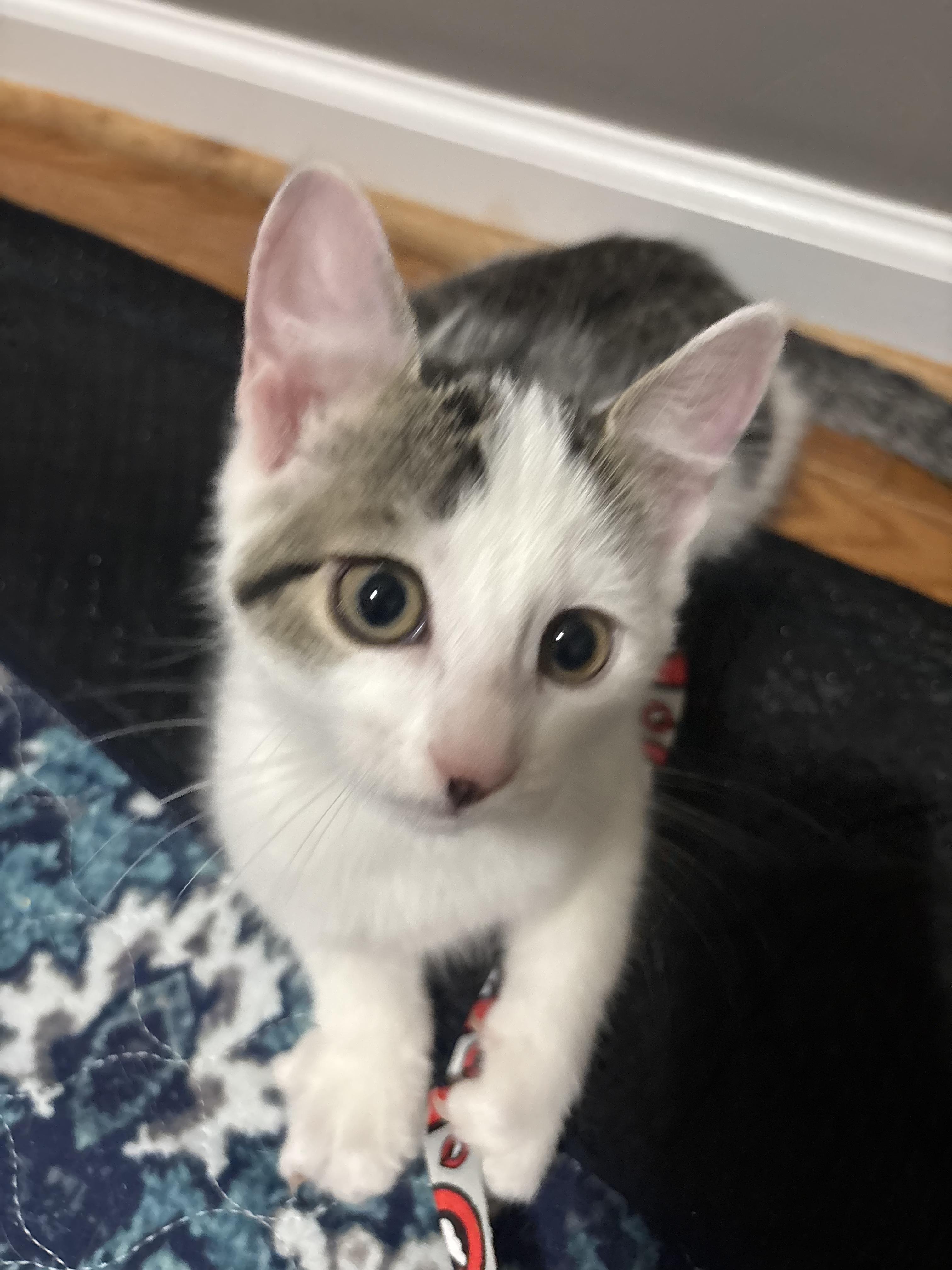Drizzle, ADOPTABLE, Kitten Male Domestic Short Hair.