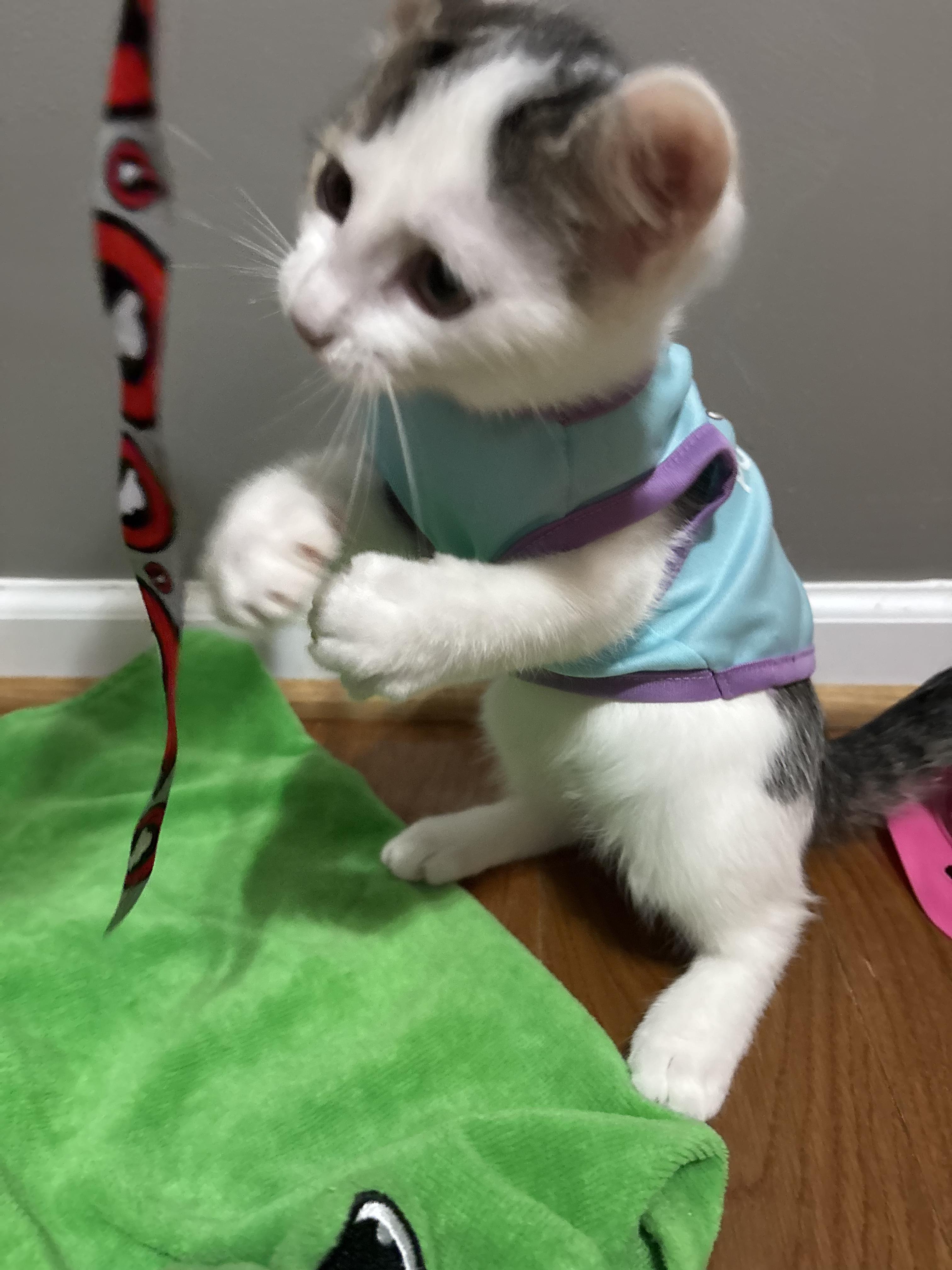 Enlarge Drizzle, a ADOPTABLE Domestic Short Hair in Concord, NC image 2/6