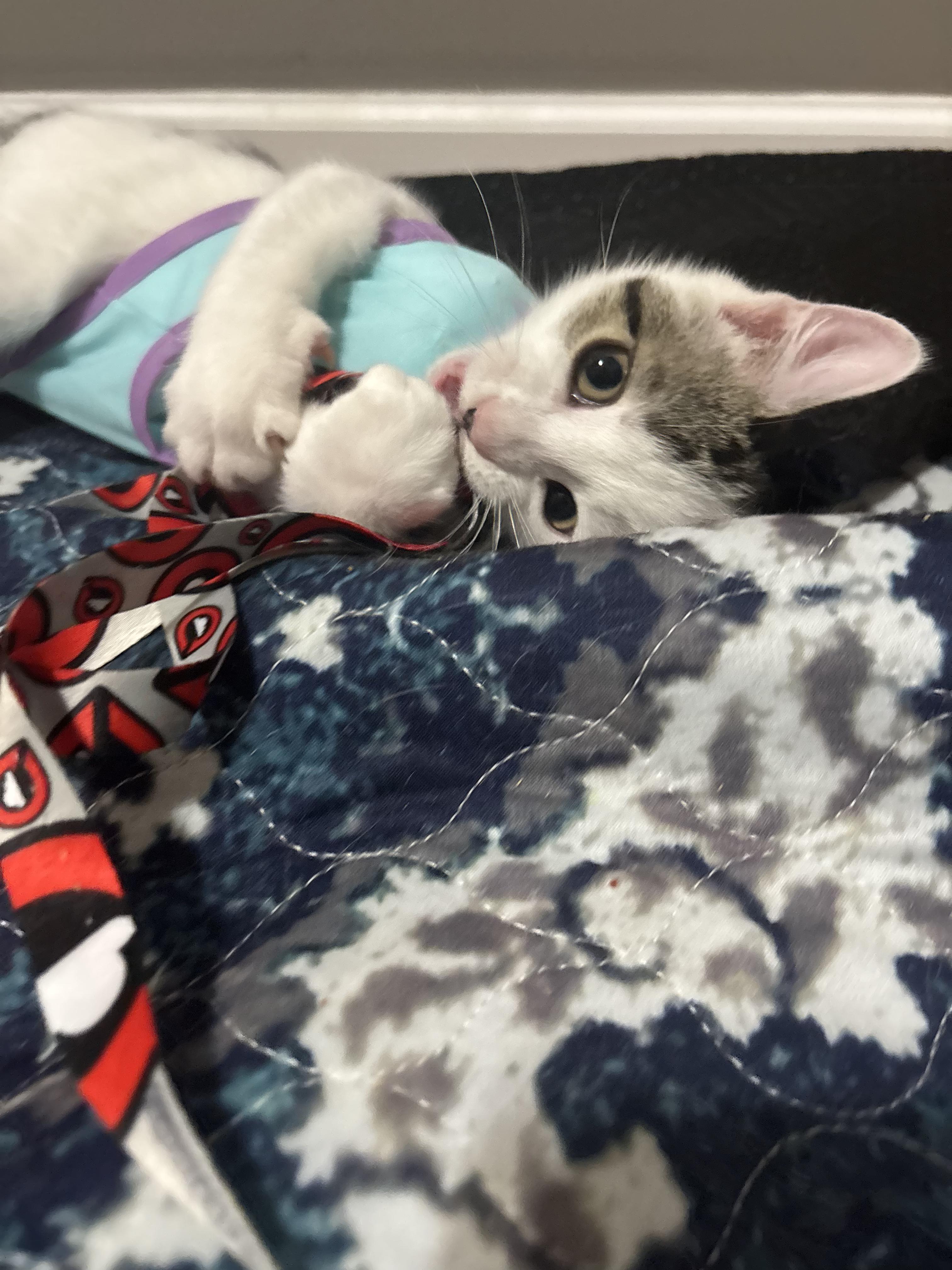 Enlarge Drizzle, a ADOPTABLE Domestic Short Hair in Concord, NC image 3/6