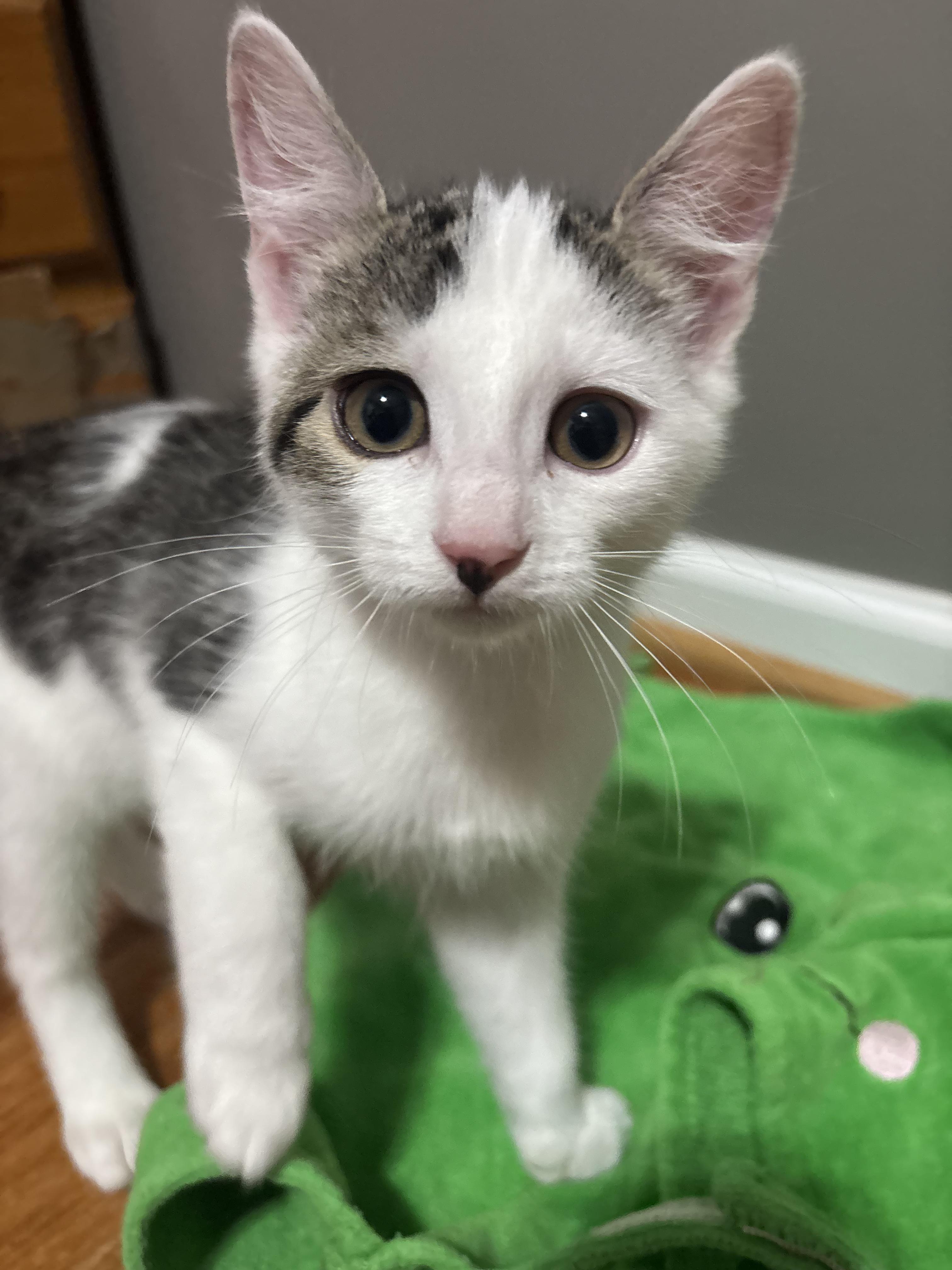 Enlarge Drizzle, a ADOPTABLE Domestic Short Hair in Concord, NC image 6/6