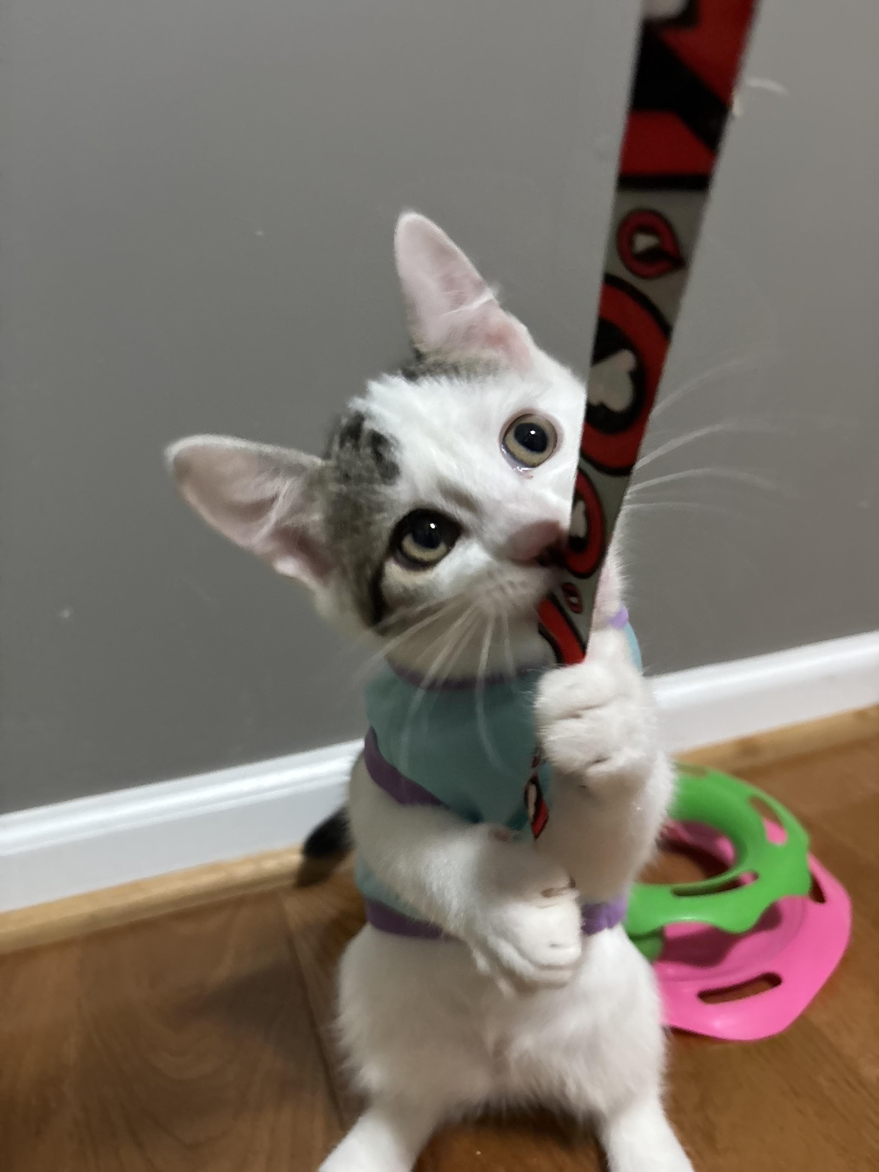 Enlarge Drizzle, a ADOPTABLE Domestic Short Hair in Concord, NC image 5/6