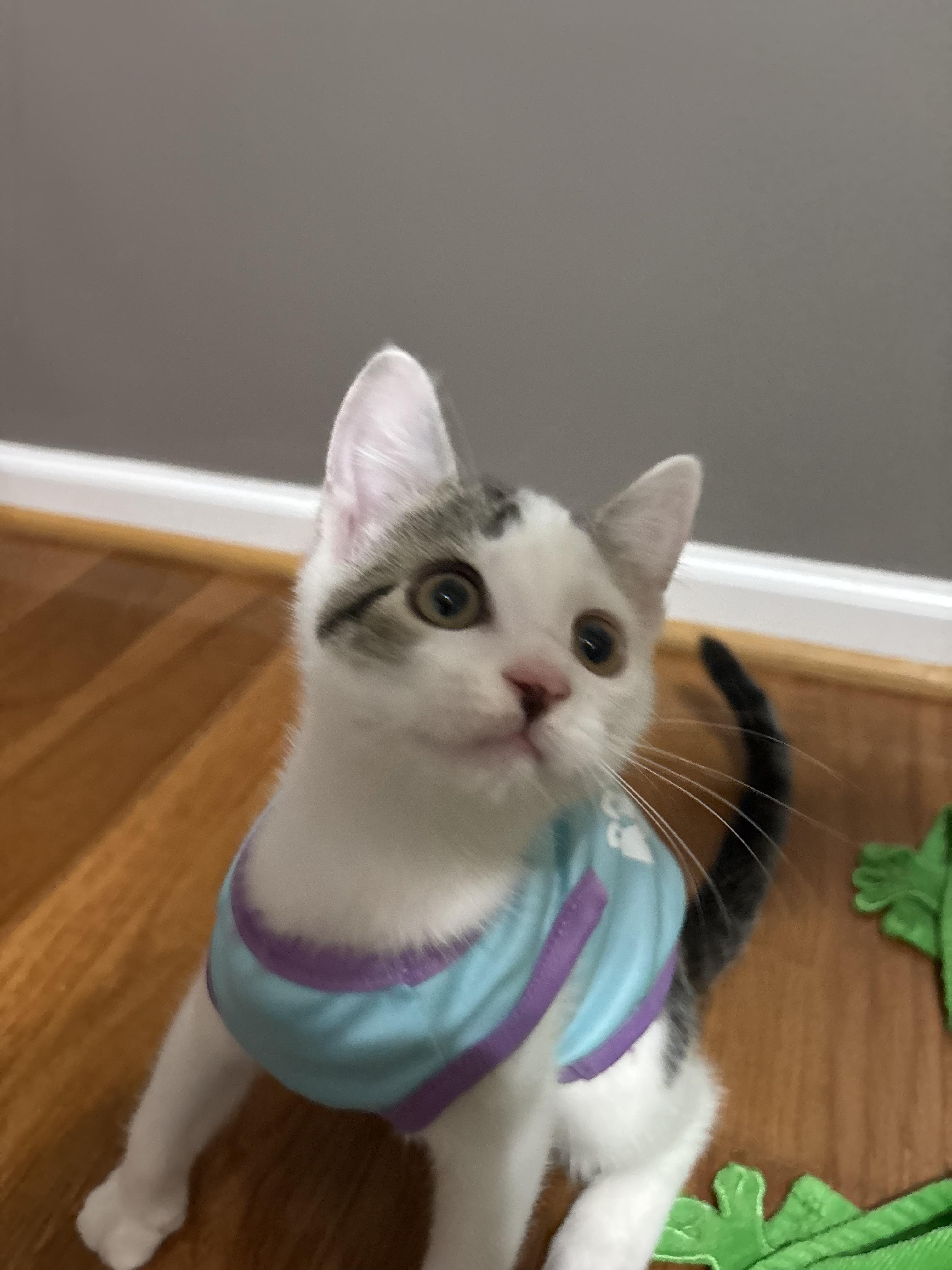 Enlarge Drizzle, a ADOPTABLE Domestic Short Hair in Concord, NC image 4/6