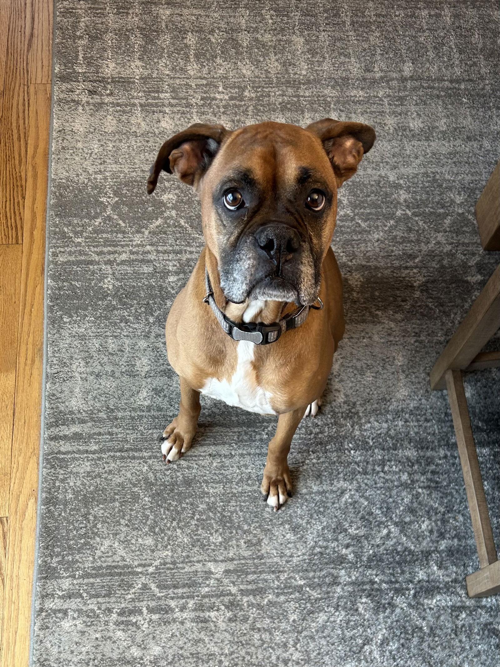 Enlarge Rosie *Adoption Pending*, a Adoptable Boxer in Woodbury, MN image 1/1